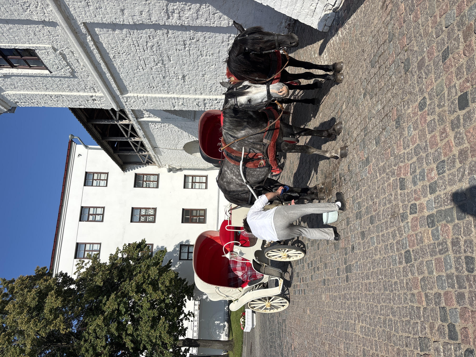 A person in a white shirt and grey pants is washing the leg of a grey horse with a brush, while standing on a cobblestone street. The horse is harnessed to a white carriage with a red interior and a red canopy. Behind the grey horse is a black horse, also harnessed to the carriage. The carriage is parked next to a white brick building with a covered wooden walkway. In the background, a white building with red-tiled roofs and multiple windows is visible. A green tree with dense foliage stands to the left of the white building. The scene appears to be set in a historic district, possibly within the Kazan Kremlin, given the architecture. The sky is clear and blue.