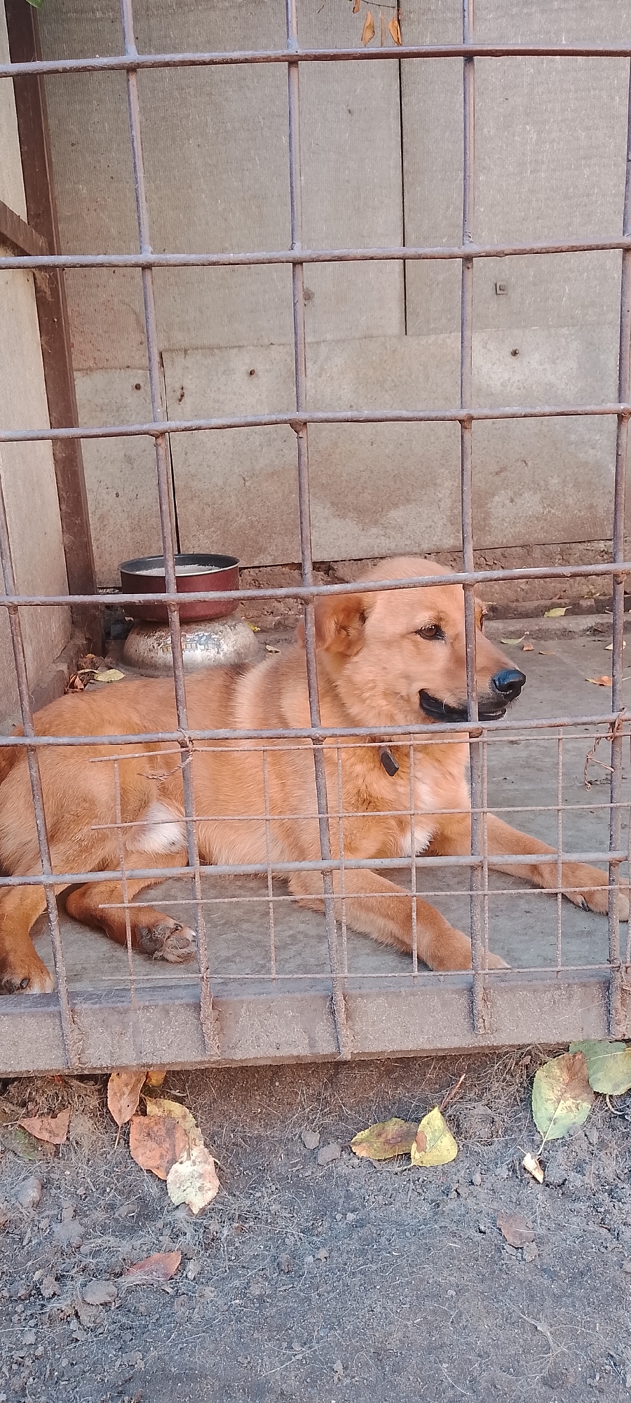 The image shows a medium-sized, light brown dog lying down inside a rusty metal cage. The dog is positioned on a concrete floor. Behind the dog, there is a grey, corrugated metal wall. To the left, a metal bowl containing white rice is placed on top of another metal object. The ground outside the cage is covered with dry leaves and dirt. The scene is outdoors, and the lighting suggests it is daytime. There are no people visible in the image. This scene is located in the city of Belgorod, Russia.