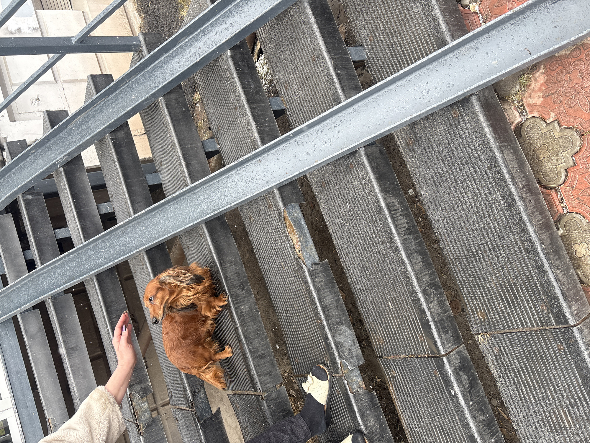 A high-angle shot depicts a dachshund on metal stairs. A person's hand and foot are visible near the dog. The staircase appears to lead from one surface to another. The scene appears to be outdoors, possibly a public area. The location is Krasnoyarsk, Russia.
