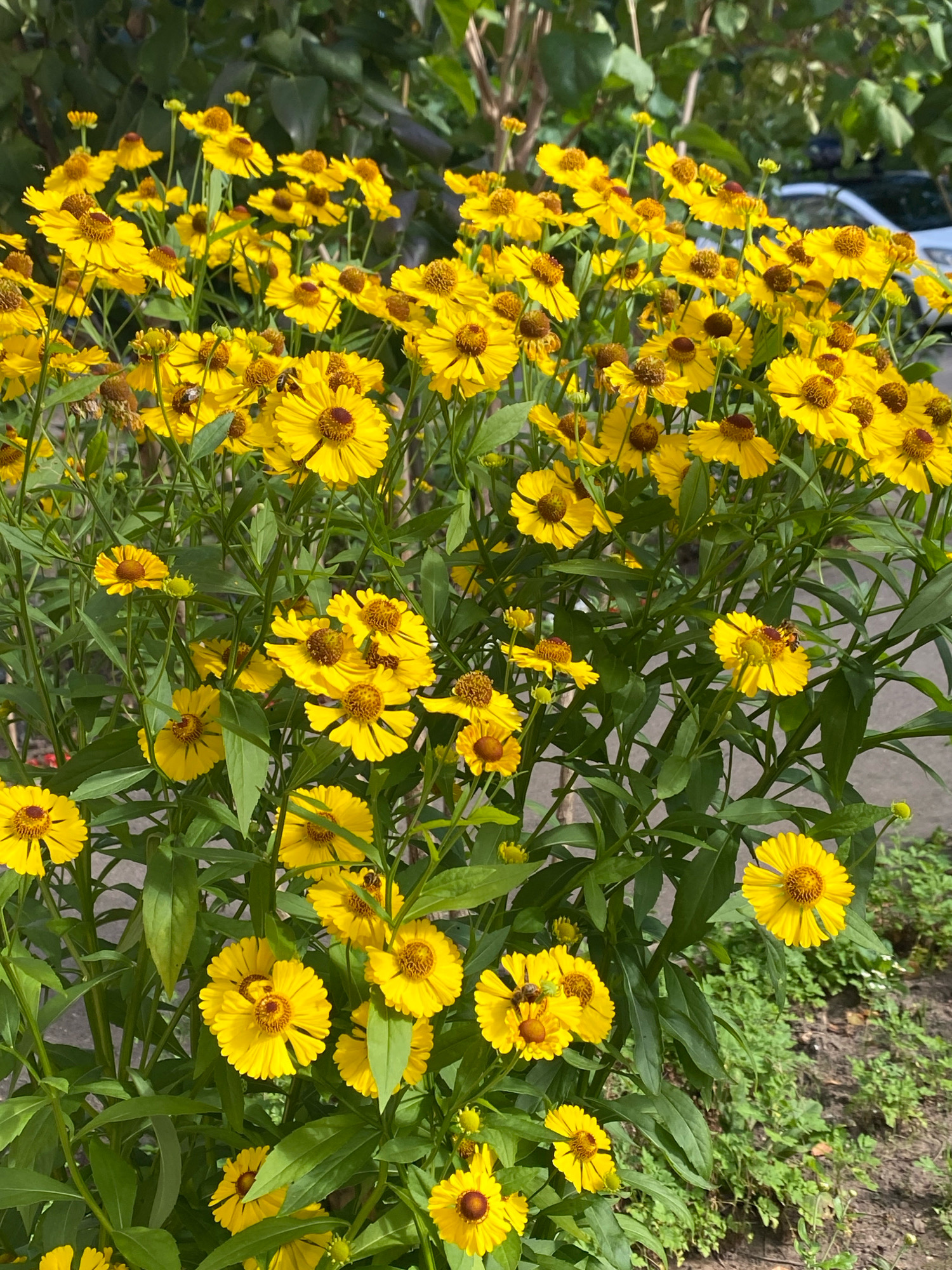 A dense cluster of bright yellow flowers, likely Helenium, is in full bloom in an outdoor setting. The flowers have distinct, dark brown centers and numerous ray petals. Green foliage forms the background and surrounds the blossoms. Two bees are visible, one on a flower in the lower center and another on a flower in the middle right. The ground beneath the flowers appears to be soil with some sparse green ground cover. In the upper right corner, out of focus, a portion of a light-colored car is visible, suggesting the scene is near a road or parking area. The lighting indicates it is daytime with sunlight illuminating the flowers. The location is identified as Ivanteyevka, Russia.