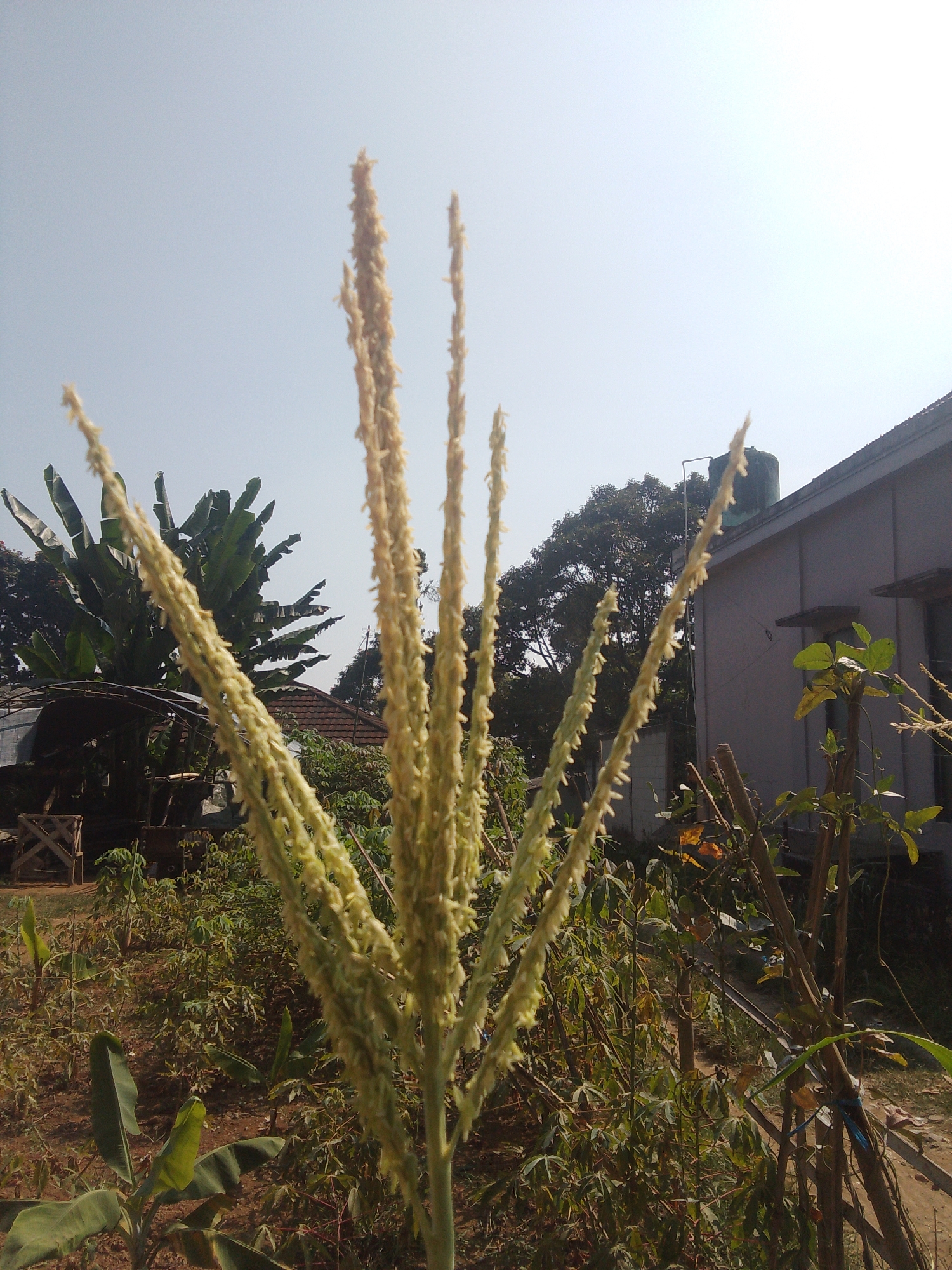 The image is a close-up outdoor shot of a corn tassel, with several stalks of the tassel prominently in the foreground. In the background, there is a large banana plant with broad leaves on the left, and a building with a dark roof and a water tank on the right. The sky is clear and bright. The setting appears to be a residential area in Cisarua, Indonesia, with lush vegetation typical of a tropical climate. The ground is covered with dry soil and scattered plant debris. The overall impression is of a sunny day in a rural or semi-rural environment.
