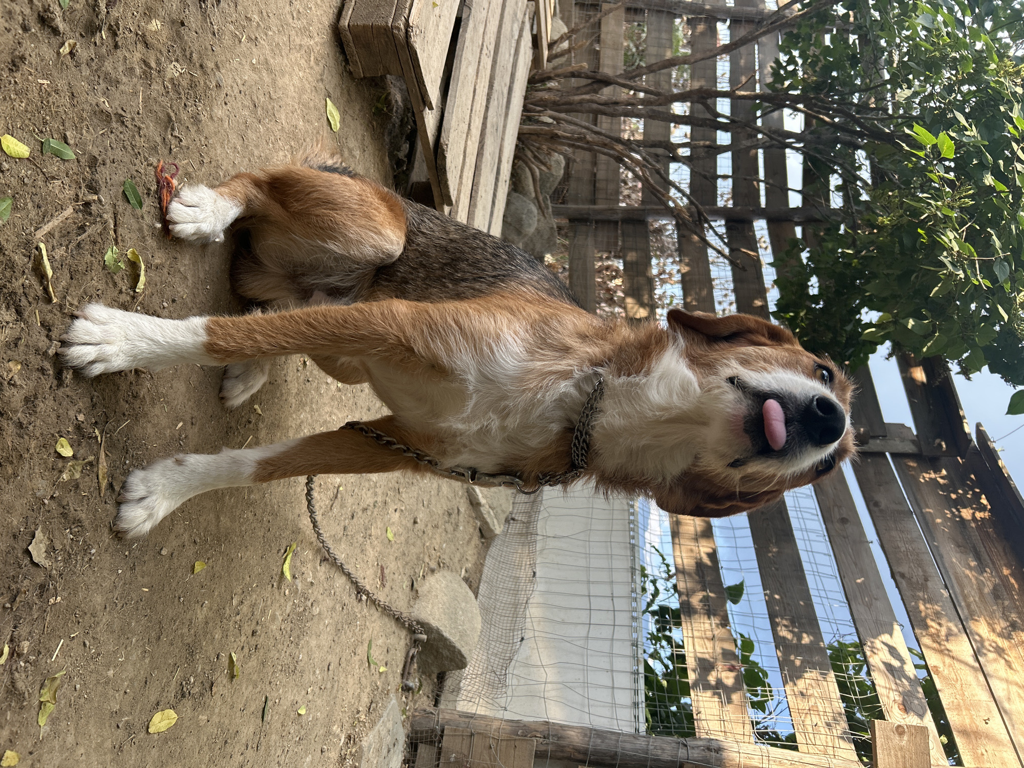 A medium-sized dog with brown, white, and black fur is sitting on dusty ground in an outdoor enclosure. The dog is facing forward and looking upwards with its tongue sticking out. A metal chain is around the dog's neck, attached to a thicker chain that extends out of frame. Behind the dog is a wooden fence constructed of horizontal planks and wire mesh. To the left of the dog, a small wooden structure made of pallets is visible. The ground is covered in dirt, scattered leaves, and a few small stones. A tree with green leaves is growing on the left side of the enclosure. The lighting suggests it is daytime, with shadows cast by the fence and tree. The image was taken in Polenitsa, Bulgaria.