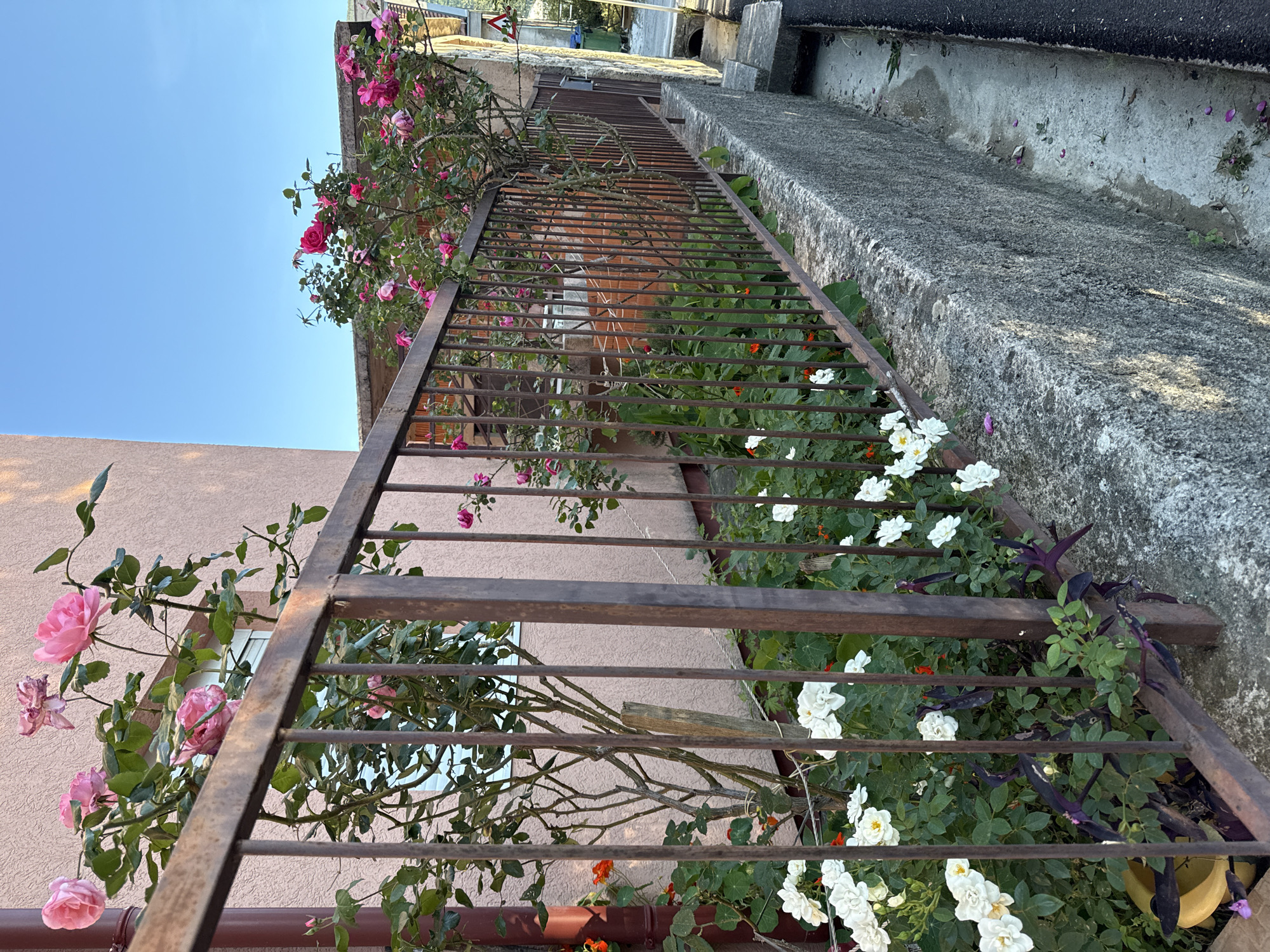 An eye-level shot depicts a rusty metal fence covered in flowers in Đenovići, Montenegro. Pink roses climb the fence on the left, near a pink building, while white and orange flowers bloom behind the fence on the right. A concrete wall runs parallel to the fence, and the sky is visible above.