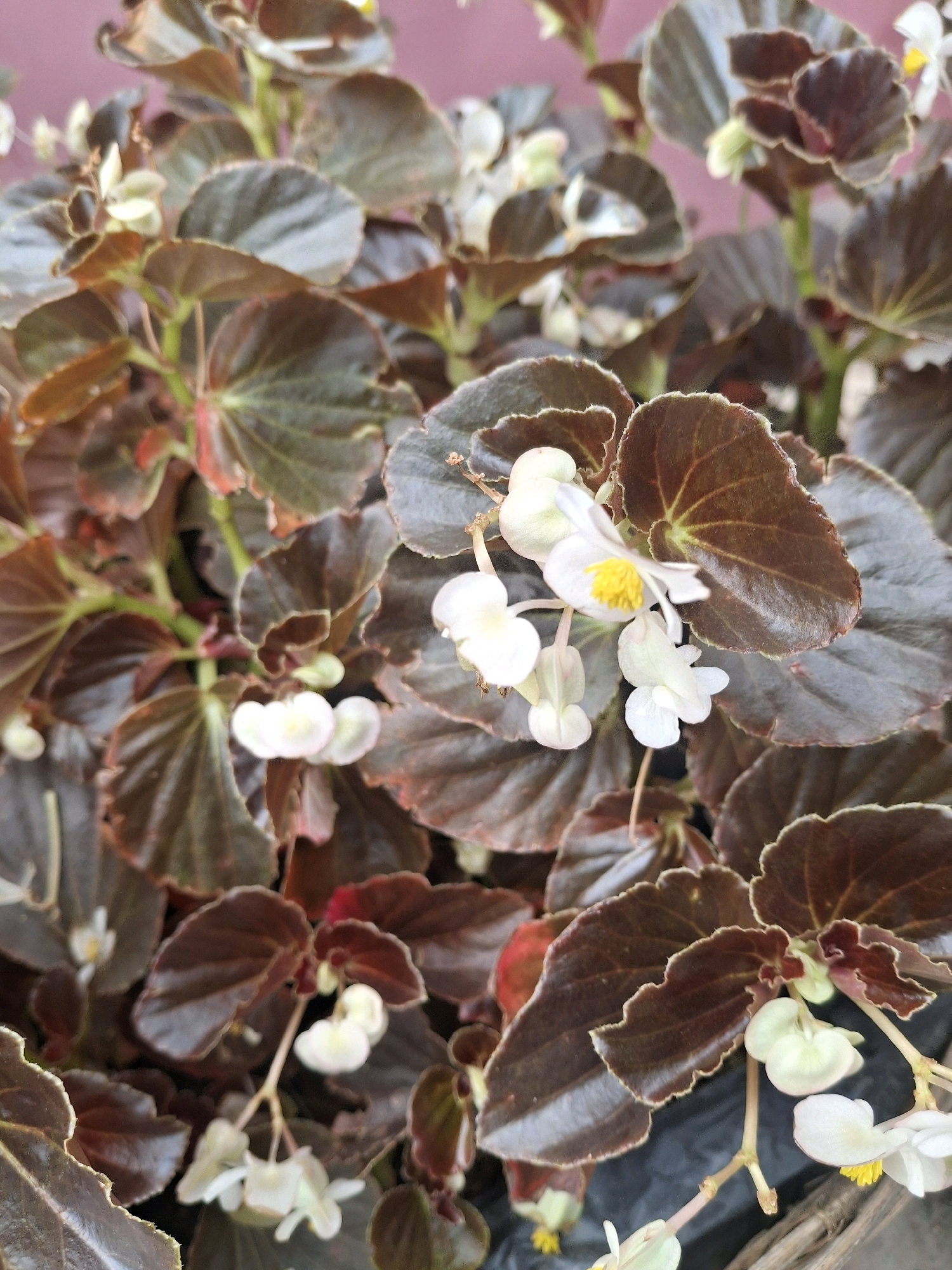 This is a close-up, eye-level shot of a begonia plant with dark reddish-brown, glossy leaves and small white flowers. The plant is densely packed, with multiple stems and leaves filling the frame. The flowers are delicate, with some showing yellow stamens. The background is a blurry, muted pinkish-purple. The image appears to be taken outdoors, possibly in a garden or market in Lembang, Indonesia, given the context. There are no people or animals visible in the image. The lighting suggests it is daytime, with some natural light illuminating the plant. The overall impression is one of lush, natural foliage.