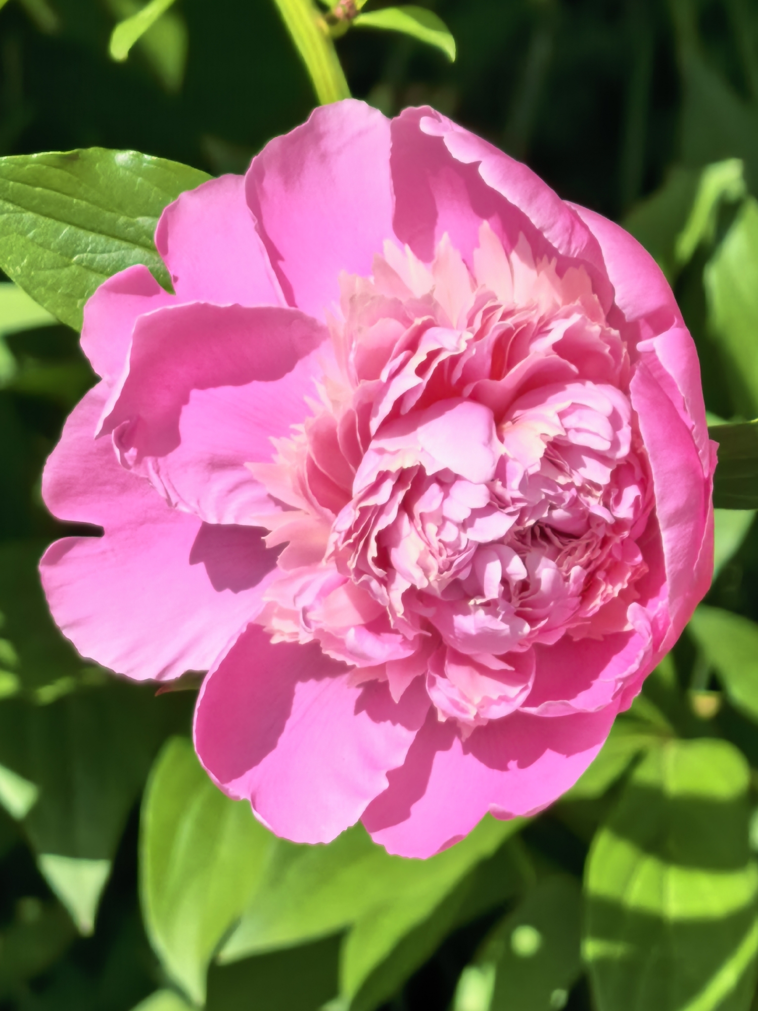 A close-up, eye-level shot shows a bright pink peony in full bloom, set against a backdrop of green leaves. The central mass of the flower is composed of numerous tightly packed, ruffled petals, ranging in color from a soft, pale pink in the inner layers to a more vibrant, darker pink on the outer edges. These petals create a dense, textured appearance.
The surrounding foliage is lush and green, with individual leaves exhibiting a glossy sheen. The leaves frame the flower, providing contrast with the peony's bright petals.
The scene lacks any indication of location or association with Sterlitamak, Russia, lacking landmarks, signs, or cultural elements to tie it to the city.