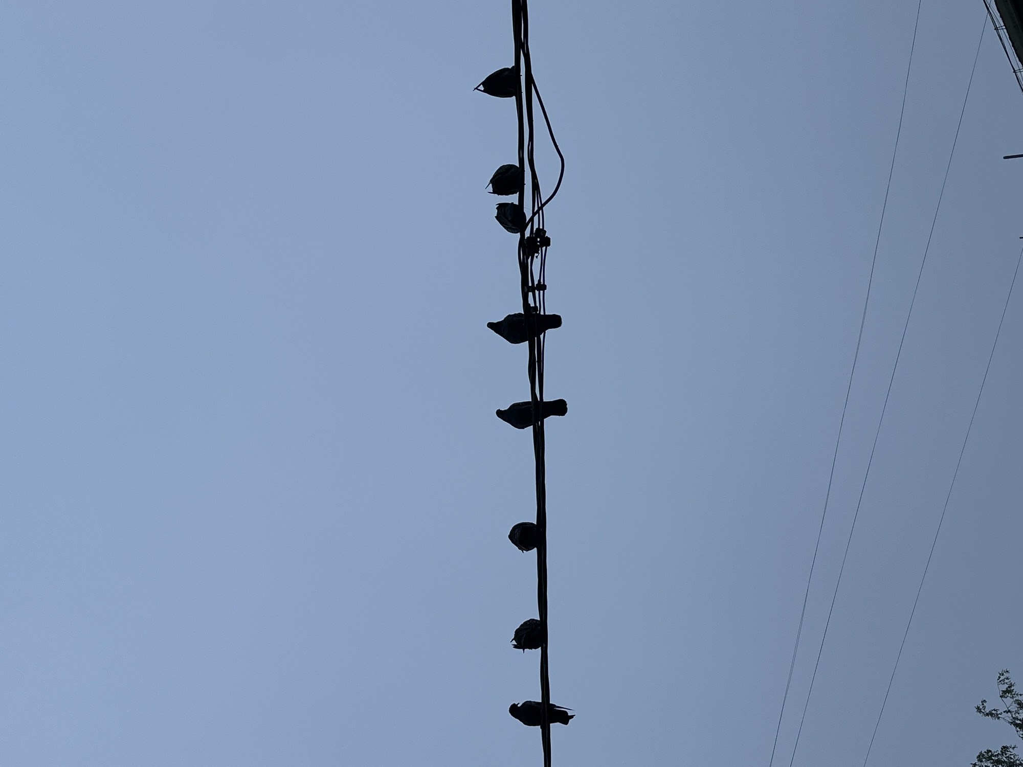 The image displays a vertical composition featuring seven silhouetted birds perched on a series of utility wires against a clear, light blue-grey sky. The birds are evenly spaced along the main bundle of wires, which runs down the center of the frame. Their dark forms are starkly contrasted by the bright sky, indicating strong backlighting, likely from the rising or setting sun.
Additional, thinner wires are visible stretching diagonally across the right side of the frame. A small cluster of dark foliage, possibly from a tree or bush, can be seen in the bottom right corner, suggesting proximity to natural elements. The birds appear to be resting or roosting. The scene conveys a quiet moment in what appears to be an outdoor, possibly urban or suburban, setting in Chaikovsky, Russia. There are no visible clouds, and no discernible text.