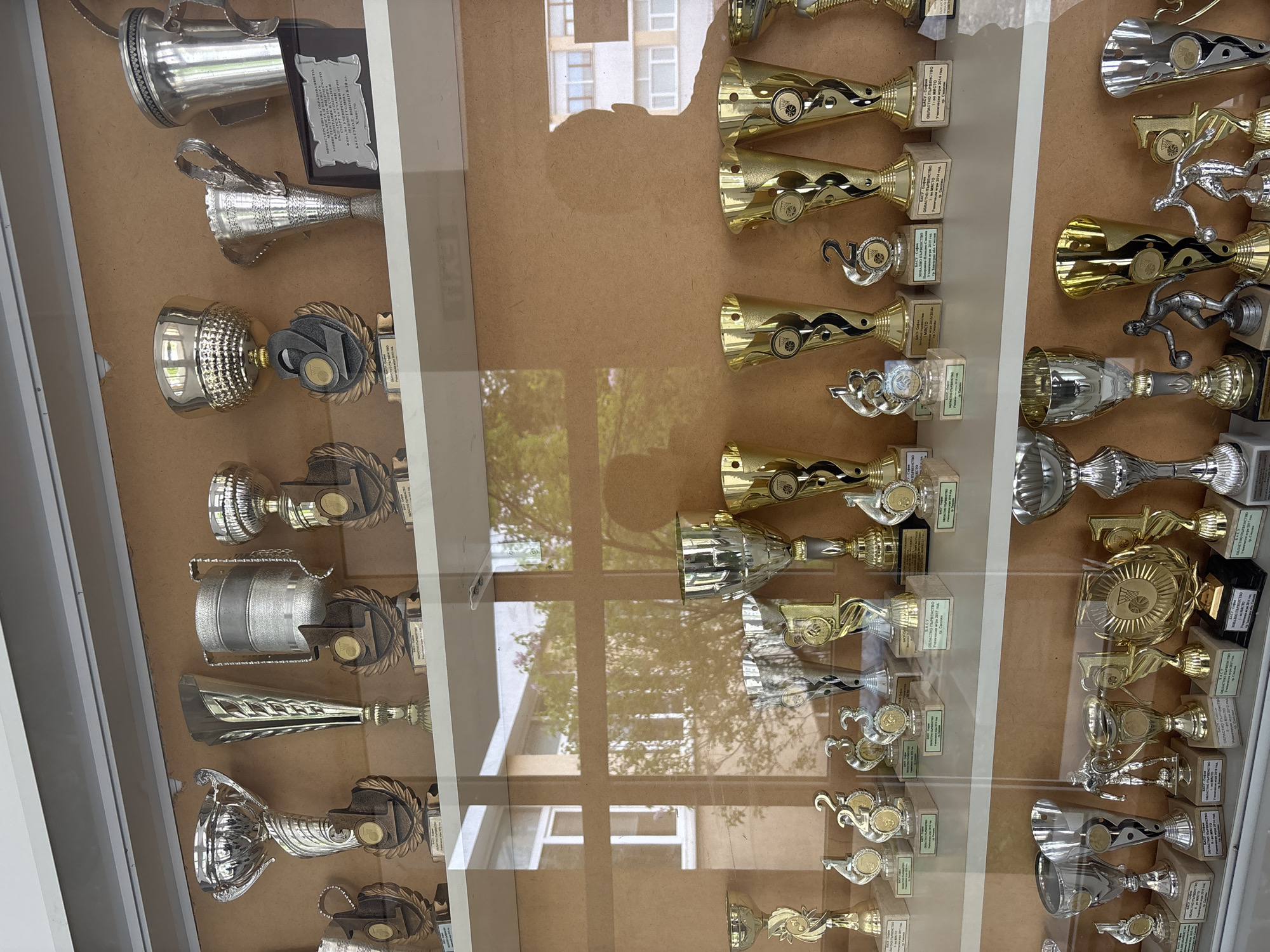 An extensive collection of sports trophies is displayed in a glass case, showcasing numerous awards, predominantly in silver and gold tones. The trophies vary widely in design, including traditional cups, fluted designs, and some featuring small figurines of athletes, particularly basketball players, or abstract decorative elements. Each trophy is mounted on a base, often dark-colored, with engraved plaques.
The scene captures an indoor setting, likely a school or sports facility in Zlatograd, Bulgaria, given the context of academic and athletic achievements. The glass of the display case reflects the outdoor environment, revealing trees with green foliage, parts of a building with visible windows, and bright daylight, indicating the photo was taken during the day.
Visible text on the trophy plaques, primarily in Bulgarian, identifies the awards as coming from various "Championships" (ПЪРВЕНСТВО), including "Regional Championship" (ОБЛАСТНО ПЪРВЕНСТВО) and "Zonal Championship" (ЗОНАЛНО ПЪРВЕНСТВО). Specific events mentioned include "Basketball Youth 8-10 grade" (БАСКЕТБОЛ ЮНОШИ 8-10 кл.). Ranks like "1st place" (І място) and other placements are indicated. Dates such as 2011, 2013, 2014, 2016, and 2017 are visible, chronicling achievements over several years. Partial text refers to "Education and Sport" (ВЪЗПИТАНИЕ И СПОРТ) and potentially "Ministry of Science, Education and Sport."