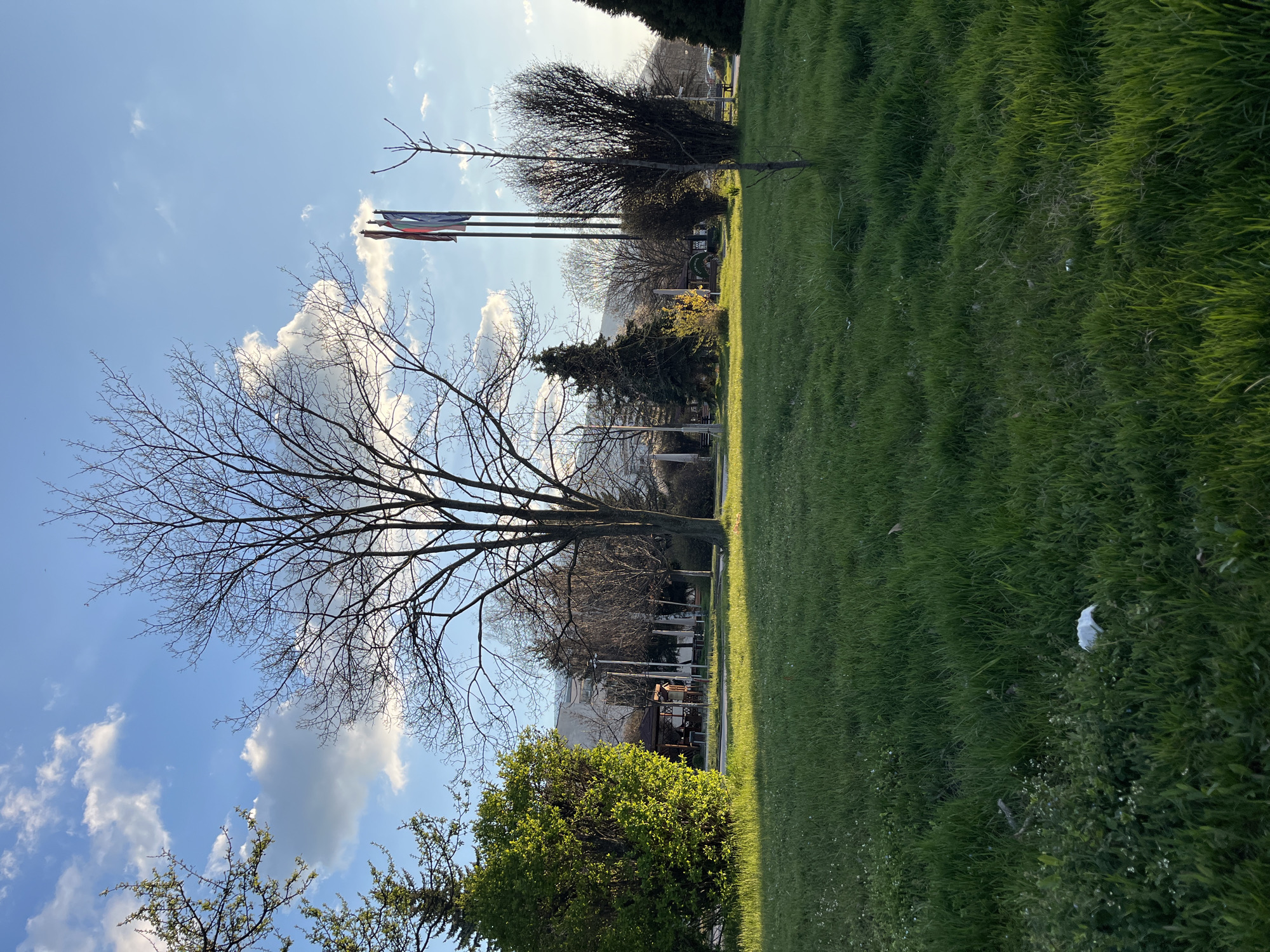The image shows a park in Sofia, Bulgaria, on a sunny day. A large, bare tree stands prominently in the foreground against a blue sky with scattered clouds. Behind the tree, three flagpoles with flags are visible. A patch of green grass occupies the right side of the image, with a piece of white litter partially hidden within it. In the background, buildings and other trees can be seen, suggesting an urban park setting. A pathway is also present.