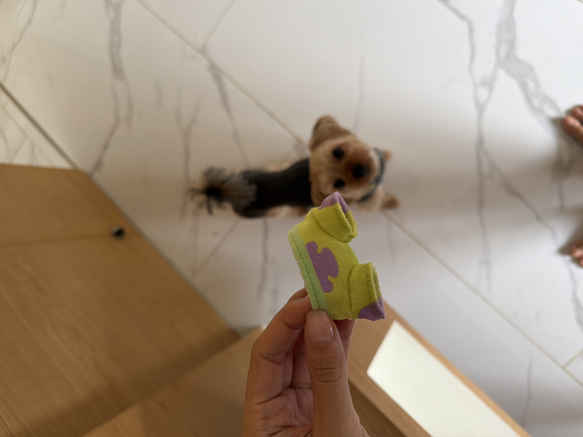 A person's hand is holding a small, yellow toy with purple and green accents. In the background, a small, light brown dog with a dark vest is looking up at the toy. The scene appears to be indoors, on a white tiled floor with grey veining. There is a wooden cabinet to the left of the image. The specific location in Thep Krasatti, Thailand, cannot be determined from the visual information provided.