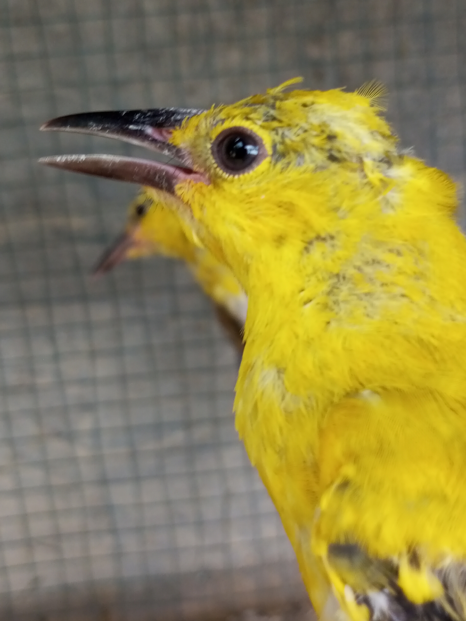 A close-up shot depicts a bright yellow bird with a dark, open beak. The bird's eye is round and black, and its head feathers appear slightly ruffled. In the blurred background, another bird of the same species is visible. The setting appears to be indoors, with a wire mesh background. The location is Tanjongnie, Indonesia.