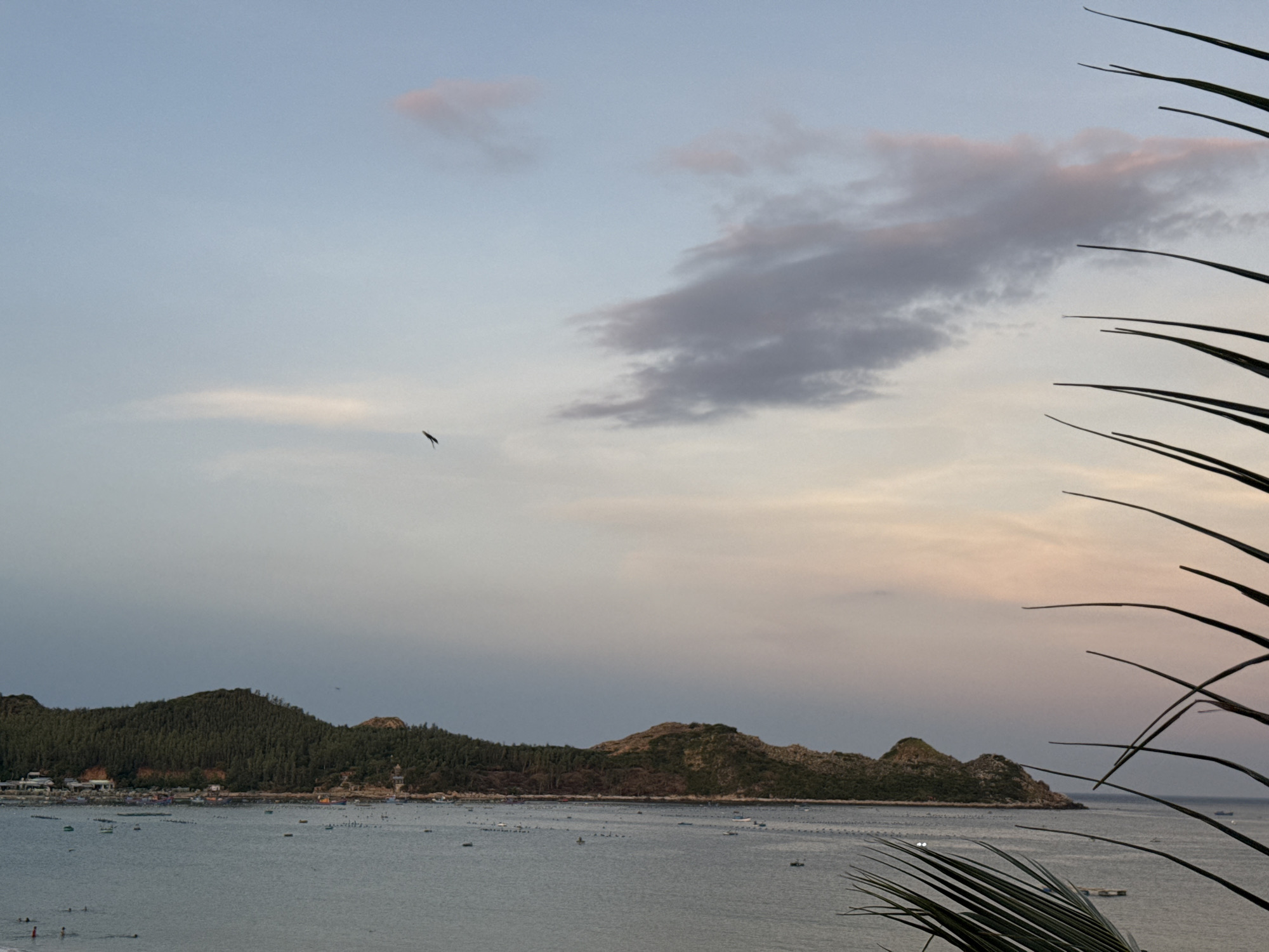 This image depicts a serene coastal scene in Song Cau, Vietnam, during the late afternoon or early evening. The sky is a soft blend of pale blue, with streaks of pink and muted grey clouds, suggesting the approach of sunset. A solitary bird is captured in flight against the expansive sky. In the middle ground, a lush, tree-covered island or peninsula forms a prominent natural feature, with a scattering of buildings and structures visible along its base. The calm sea in the foreground is dotted with numerous small boats and what appear to be aquaculture cages or buoys, indicating local fishing or farming activities. The foreground is partially framed by the fronds of a palm-like plant, adding a tropical touch to the composition. The overall atmosphere is peaceful and tranquil, highlighting the natural beauty of the Vietnamese coastline.