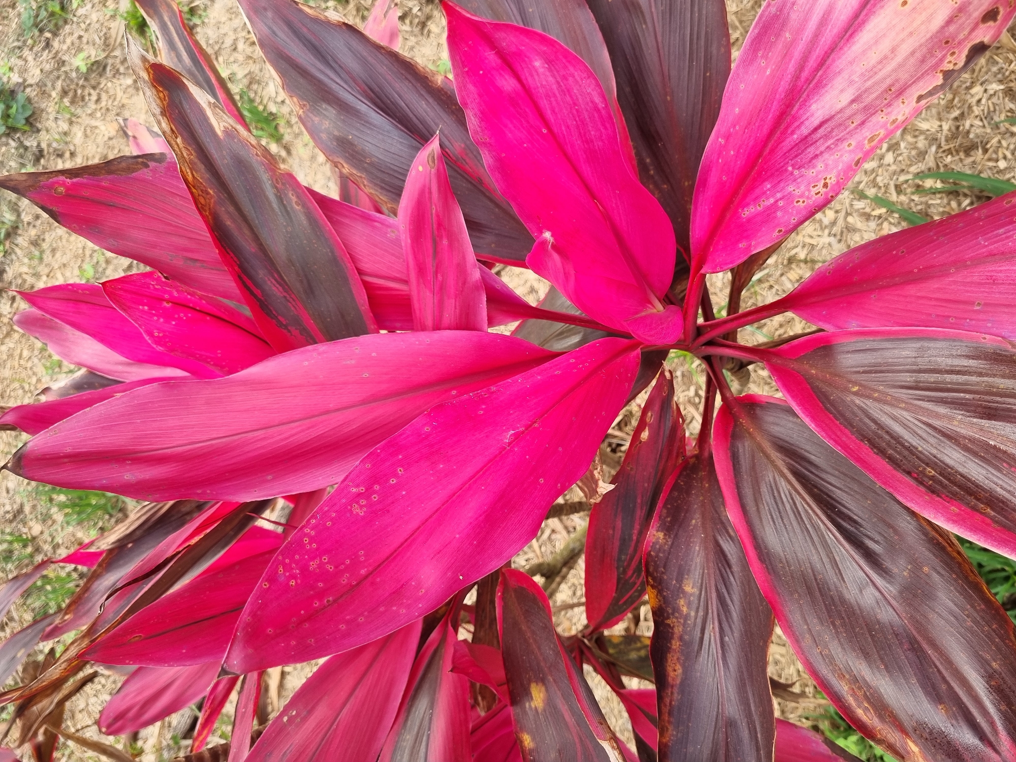 A close-up, eye-level, overhead view captures a vibrant Ti plant (Cordyline fruticosa) with a mix of bright pink and dark reddish-brown foliage. The plant is situated outdoors, with a dry, sandy ground cover and sparse green grass visible in the background. The leaves exhibit varied textures, with some appearing glossy and others slightly dry or speckled. No people or animals are present. The scene appears to be in a natural or garden setting within Laranjal Paulista, Brazil.