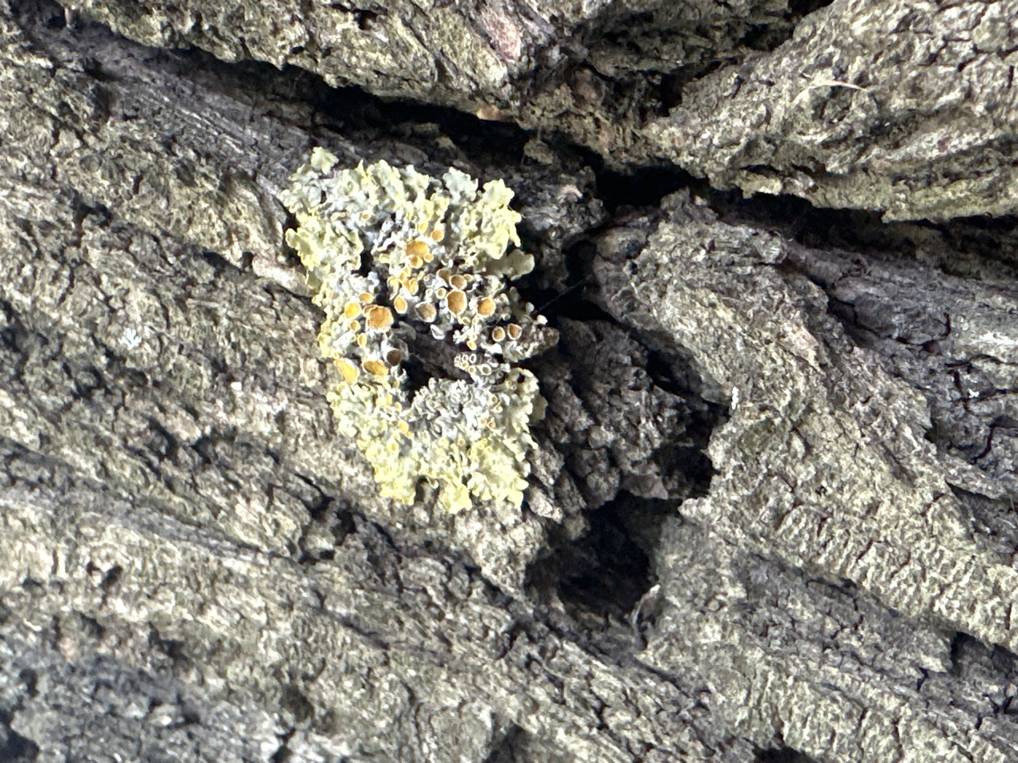This media file is a close-up, high-angle shot of tree bark with lichen growing on it. The bark is rough and textured, with deep crevices and a greyish-brown color. The lichen is a pale yellow-green, with small, round, orange-brown apothecia (reproductive structures) scattered throughout. The lichen is growing in clusters, creating a textured pattern on the bark. The lighting suggests it is daytime, with the sun casting shadows in the crevices of the bark, highlighting the texture. There are no people or discernible objects other than the bark and lichen. The scene is natural and appears to be outdoors, likely in a forest or wooded area, given the prominence of the tree bark. No text is visible in the image. The focus is sharp on the lichen and the immediate surrounding bark. The overall impression is one of natural detail and the intricate patterns found in nature.