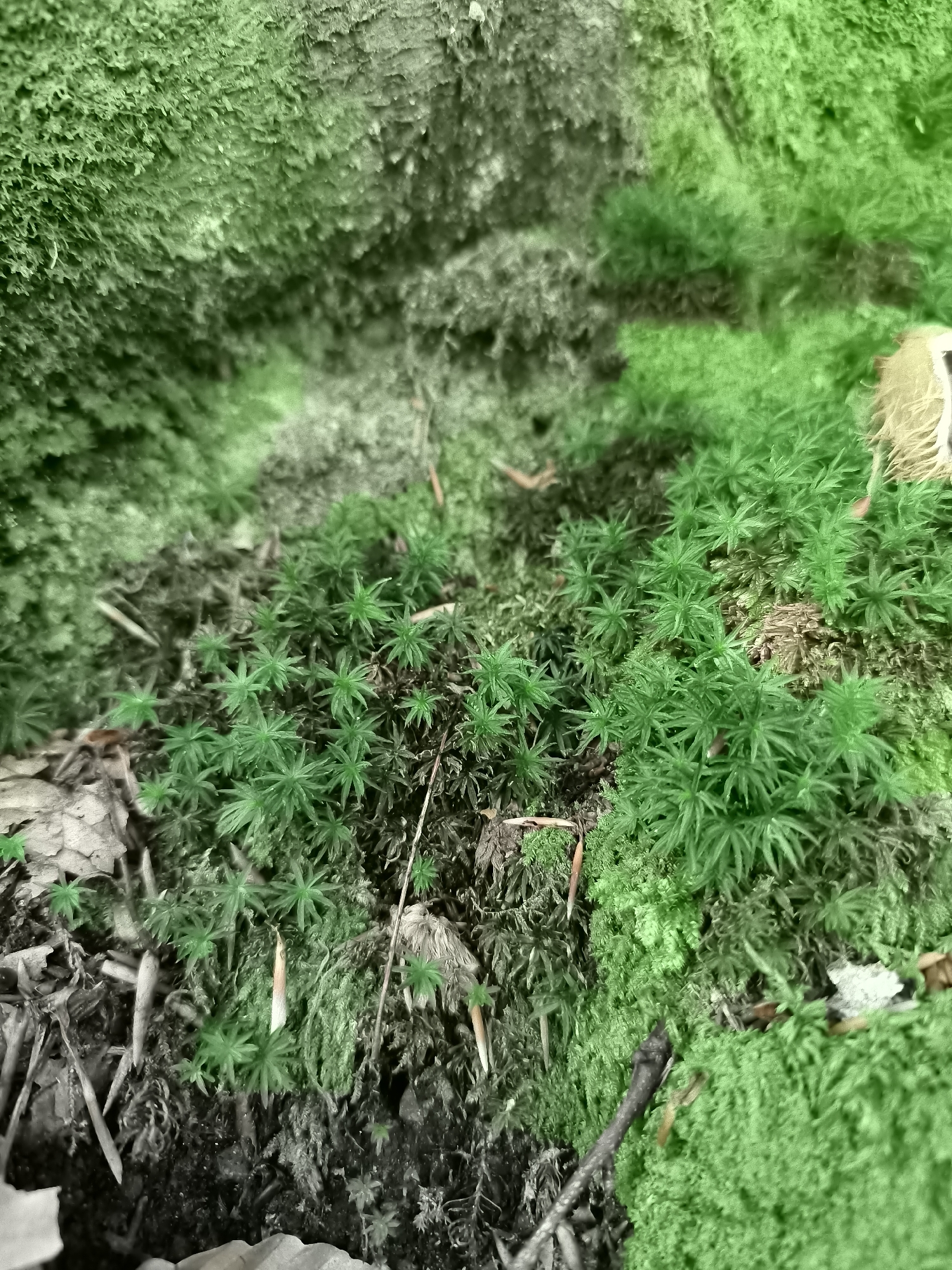 The image is a close-up, ground-level view of moss and other natural elements in Kovachevitsa, Bulgaria. The foreground is dominated by various types of moss, primarily a vibrant green, with some patches of darker, drier moss and leaf litter. Small, star-shaped green plants are scattered throughout the mossy areas. In the upper left and background, larger, more textured moss formations are visible, appearing to grow on a rough surface, possibly a tree trunk or rock. The lighting suggests an outdoor, shaded environment, likely a forest floor or a damp, moss-covered area. No people or animals are present in the frame. The scene is focused on the intricate textures and colors of the natural ground cover.