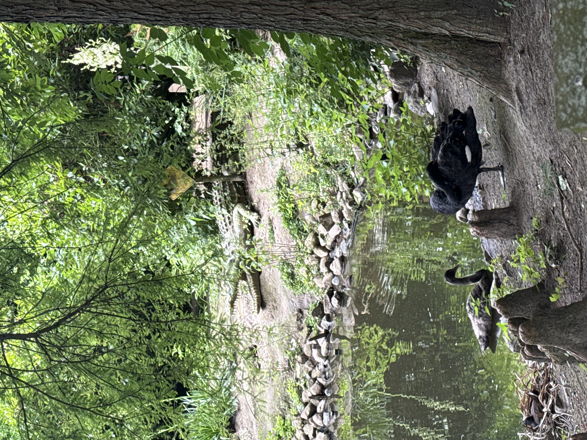 The image depicts a naturalistic enclosure at the Zoo in Bassum, Germany, featuring a pond with two black swans and a crocodile exhibit. In the foreground, a black swan stands on one leg on a muddy bank, preening its feathers. To the left, another black swan swims in the murky water of the pond. In the background, a crocodile, appearing to be a statue or animatronic, lies on a rocky ledge next to a wooden structure, with lush green foliage surrounding the exhibit. The scene is dominated by natural elements, including trees, rocks, and water, creating a serene yet wild atmosphere.