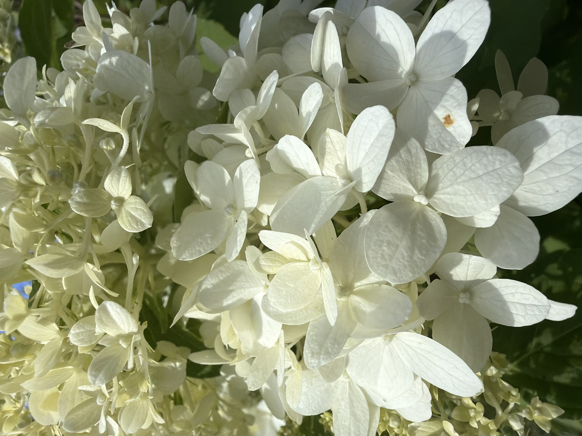 The image is a close-up, eye-level shot of a cluster of white hydrangea flowers. The flowers are in focus, with a shallow depth of field that blurs the background. Sunlight illuminates the petals, highlighting their delicate texture and veining. Some of the petals appear slightly creased or wilted, suggesting the flowers are past their prime. A small, light brown blemish is visible on one of the petals in the lower right quadrant of the image. The foliage behind the flowers is a dark green, indicating an outdoor setting. There are no people or animals present in the image. The scene is likely located outdoors, given the natural light and the presence of foliage. Without additional context, it is not possible to determine the specific location within Imeni Vorovskogo, Russia.