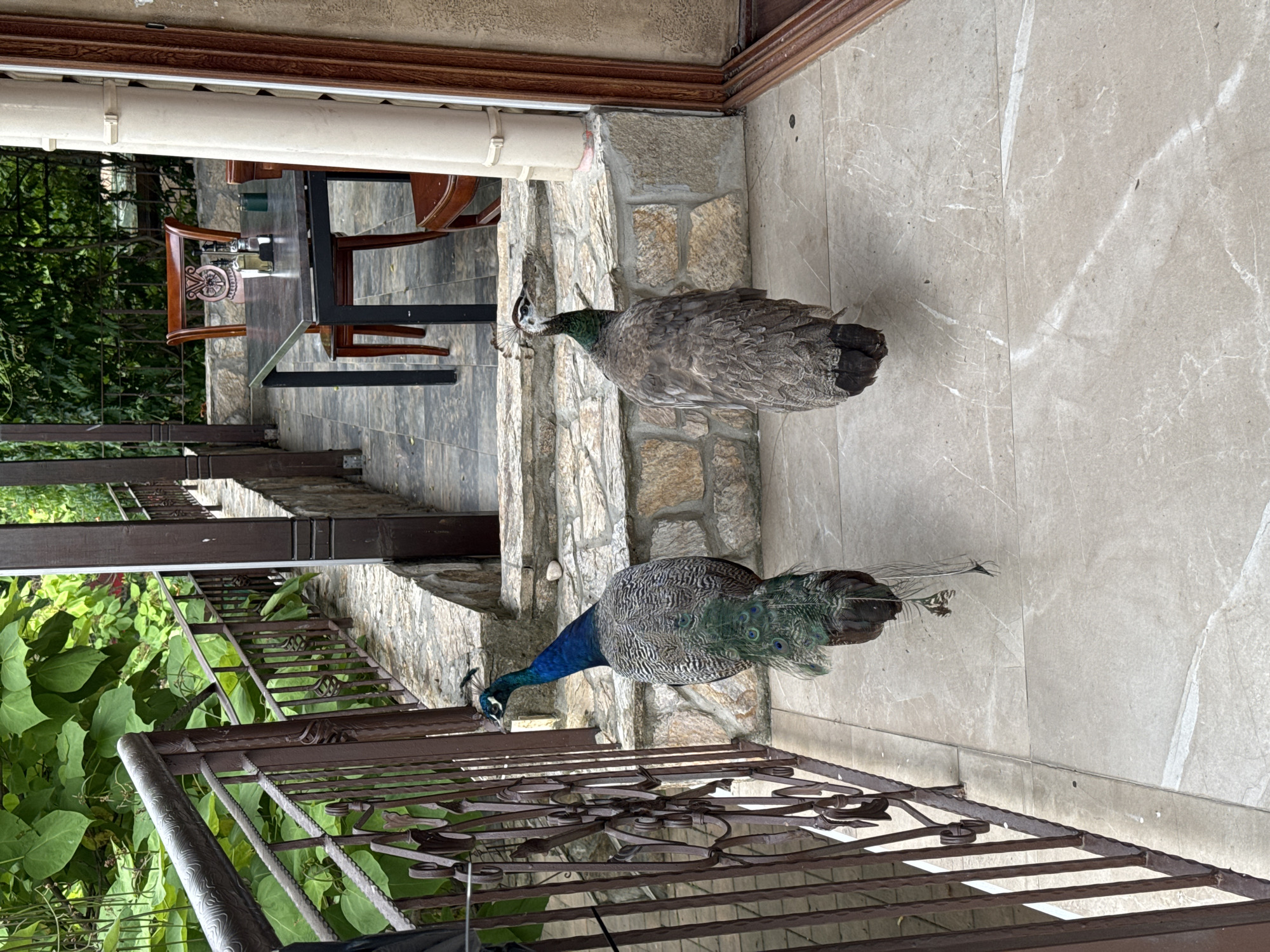 Two peacocks are on a tiled patio in front of a building with a covered walkway. The peacock on the left is a male with iridescent blue and green plumage and a fan of tail feathers visible. The peacock on the right is a female with mottled brown and gray feathers. The patio has a stone-tiled railing to the left and stone steps leading up to the covered walkway. In the background, there is a table with chairs, suggesting an outdoor seating area of a restaurant or cafe. The environment is lush with green foliage visible behind the railing and walkway. The scene appears to be in the city of Sredets, Bulgaria.