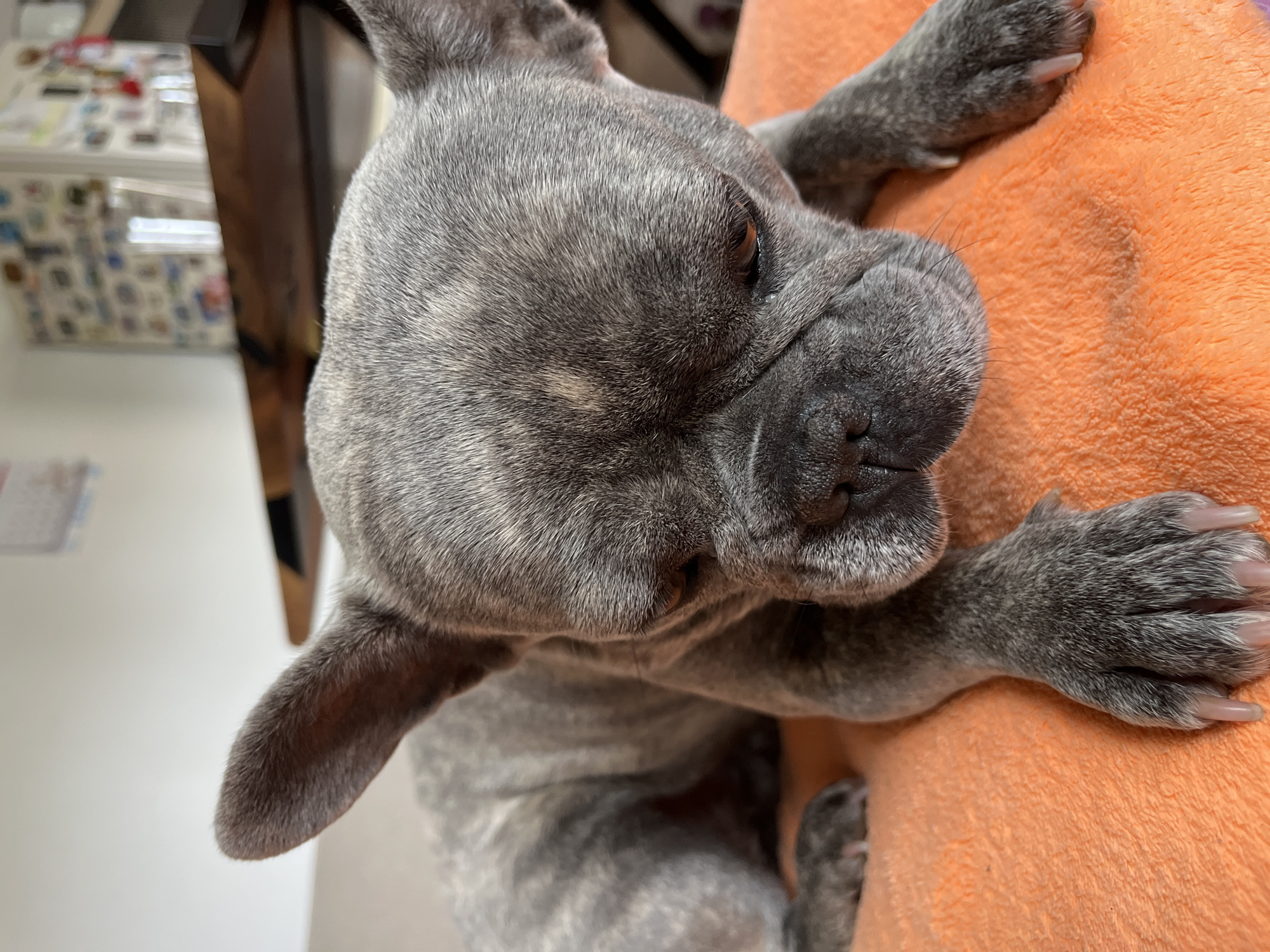 A close-up, high-angle shot captures a gray brindle French Bulldog resting on a bright orange, fluffy blanket or cushion. The dog's head is tilted, and it looks slightly upwards and to its right. Its short, dense fur displays a distinctive pattern of light and dark gray streaks and patches. One dark brown eye is visible, appearing calm or slightly sleepy. The dog's characteristic wrinkled snout and dark nose are prominent. Its bat-like ears are visible, with one in clear profile against a light background. Two front paws, with visible light-colored claws, rest on the orange surface.
The background is softly blurred, showing an indoor setting. To the left and behind the dog's head, there's a white wall or surface, a dark wooden piece of furniture, and a cluttered area featuring various small objects, papers, and possibly stickers or labels on a surface, suggesting a table or shelf. A rectangular light fixture reflection is also subtly visible in the background. The lighting is soft and even, highlighting the dog's features and fur texture. The overall impression is one of a relaxed and content animal. There is no visible text in the image.