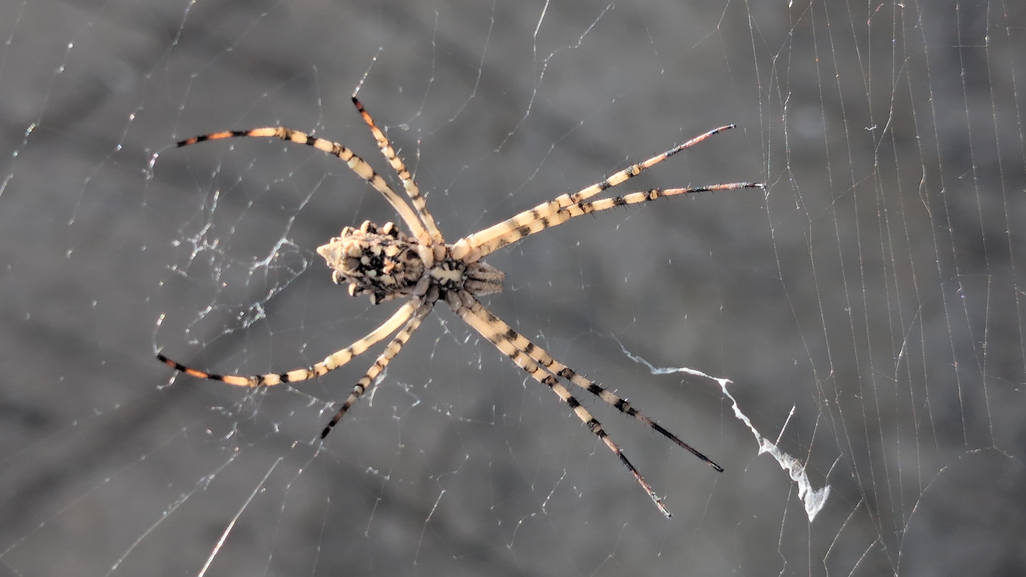 A close-up, eye-level shot showcases a Banded Garden Spider (Argiope trifasciata) positioned in the center of its intricately spun web. The spider, with its distinct yellow and black banded legs and a patterned abdomen, is oriented vertically with its head pointing upwards. The web, a delicate network of silk threads, is spread across a muted, out-of-focus background that suggests an outdoor environment. No specific location in Izmail, Ukraine is discernible from the image itself.