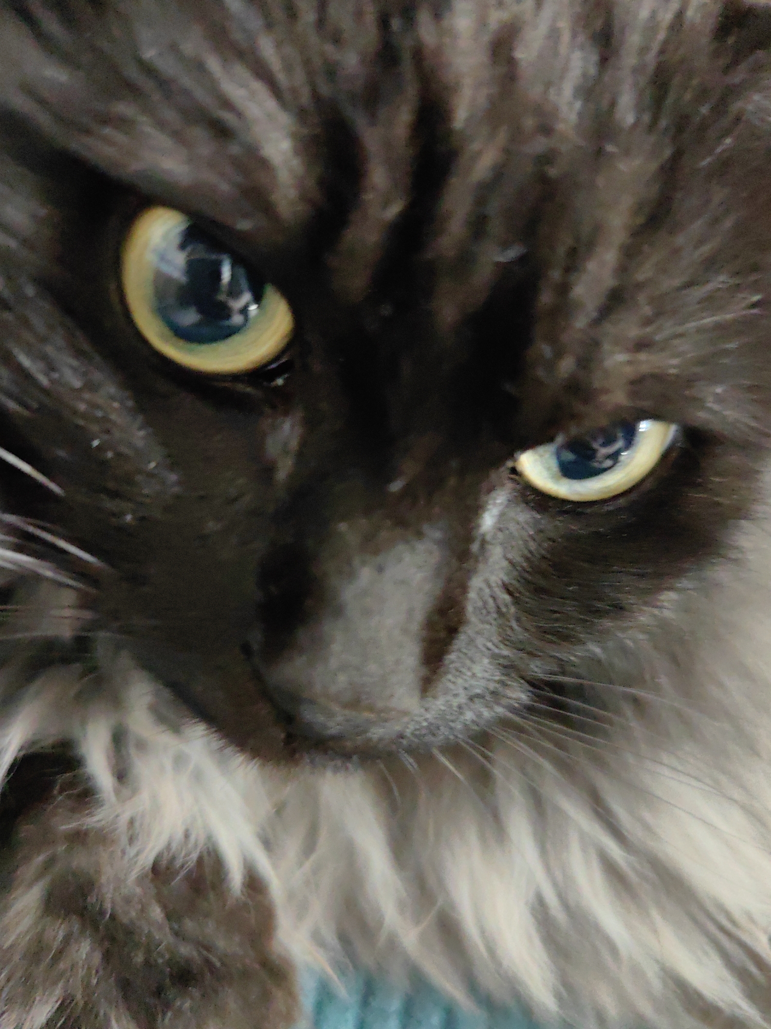 A close-up, high-detail portrait captures the face of a long-haired cat. The feline has dark, likely black or very dark grey, fur that covers most of its face, with lighter, soft-looking greyish-white fur visible around its chin and lower jowls.
The cat's most striking features are its piercing, luminous eyes, which are a vibrant yellow-gold with prominent blue-grey pupils. Both pupils exhibit clear reflections, with the left eye (viewer's left) showing a more distinct reflection, possibly of a person and internal room elements. The cat is looking directly at the camera, giving the impression of an intense and focused gaze.
The image is tightly cropped on the cat's face, with a shallow depth of field that renders the fur and eyes in sharp focus while the immediate background is blurred. A hint of a blue object, possibly a blanket or fabric, is visible in the lower right corner. The texture of the fur is highly detailed, especially around the eyes and muzzle.
No specific time of day or weather conditions are discernible from the image. While the provided context indicates Sochi, Russia, there are no visual cues within the photograph to confirm this location. There is no visible text.