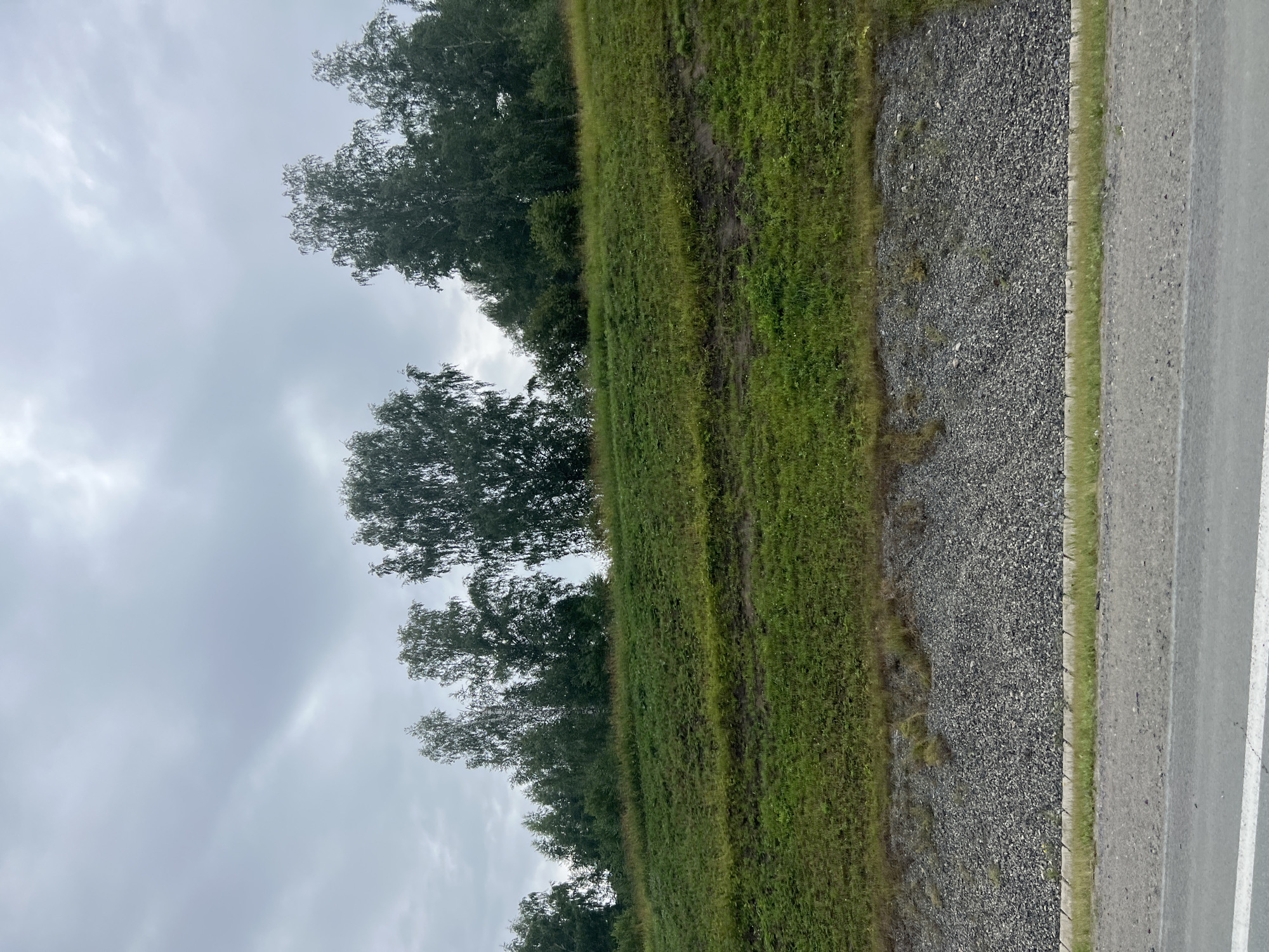 The image depicts a cloudy sky above a grassy embankment lined with trees. The embankment slopes down towards a gravel area, which is bordered by a concrete curb and then a paved road with a white line. The scene appears to be a roadside view in the city of Polet-2, Russia.