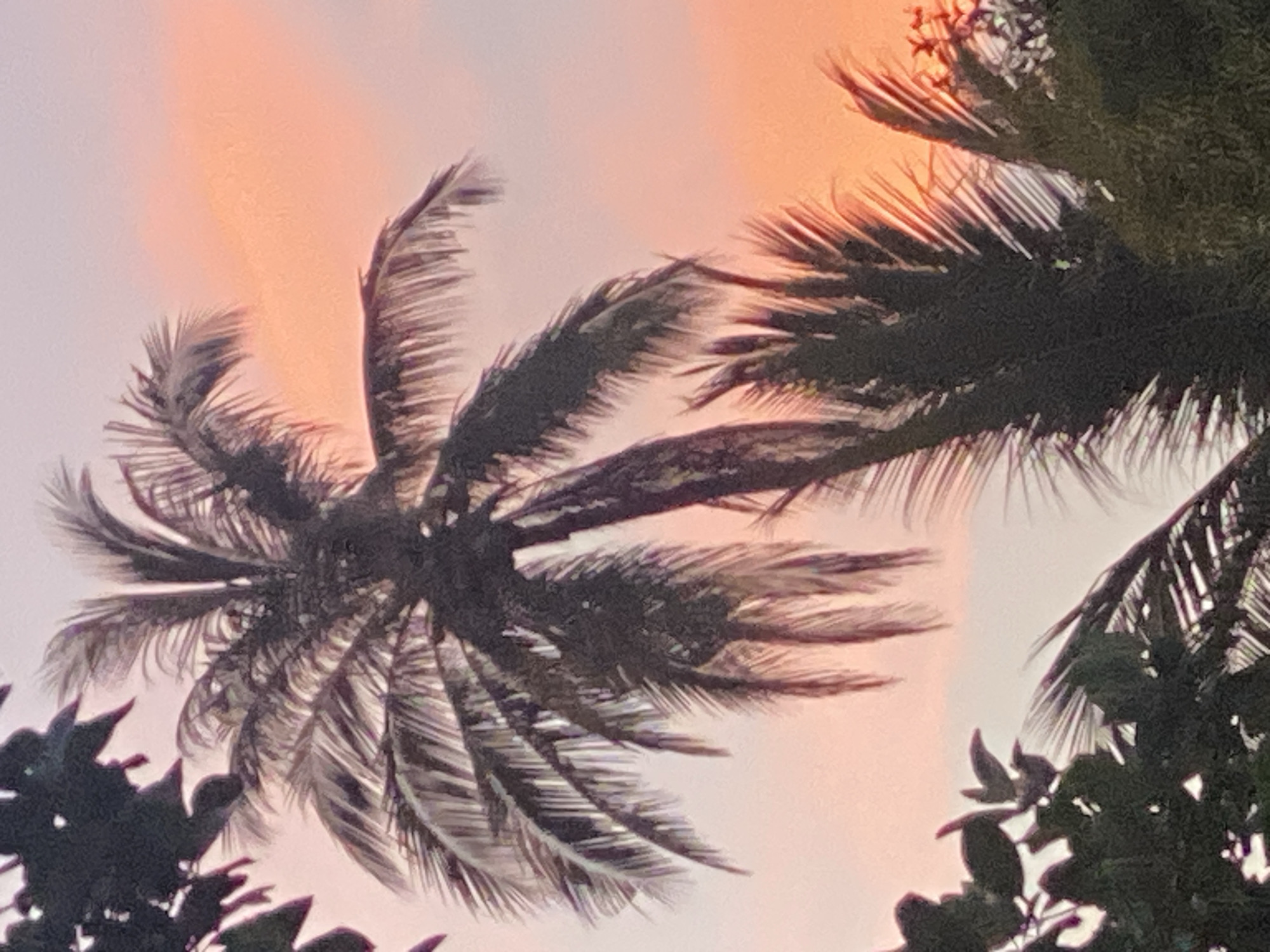 The image shows a view looking up into the canopy of palm trees against a sunset-colored sky in Baan Kai, Thailand. The fronds of several palm trees are visible, silhouetted against the sky, and some lower-lying foliage is visible in the foreground. The sky transitions from a pale pinkish-white near the horizon to a soft orange above. The lighting suggests it is either sunrise or sunset.