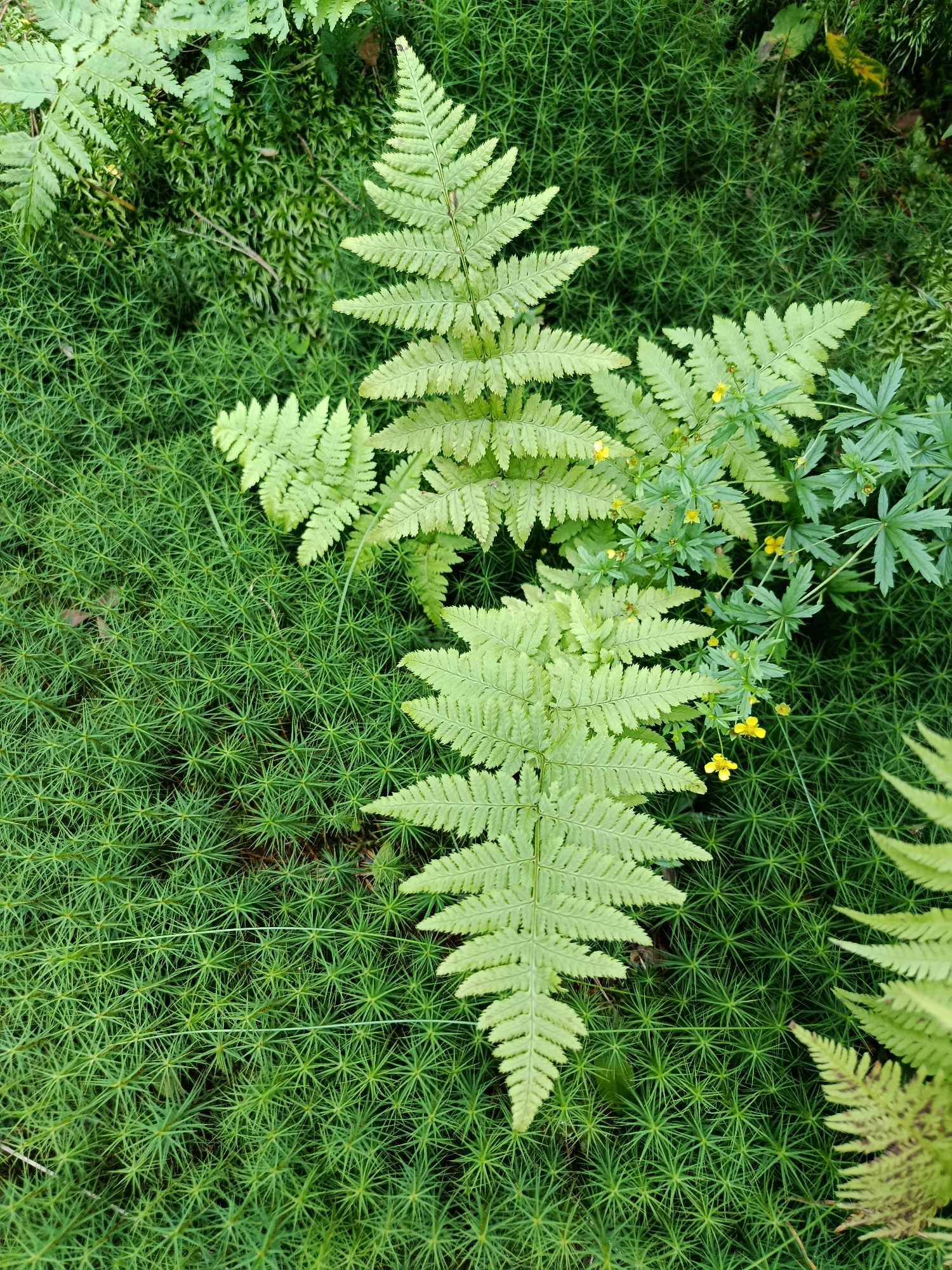 In the city of Бордуки, Russia, a close-up, top-down view reveals a forest floor carpeted with dense, star-shaped green moss. Several light green fern fronds are scattered across the moss. Some of the ferns have serrated edges, while others have a feathery appearance. Interspersed among the ferns are small yellow wildflowers with five petals. The overall impression is one of a lush, natural woodland environment.