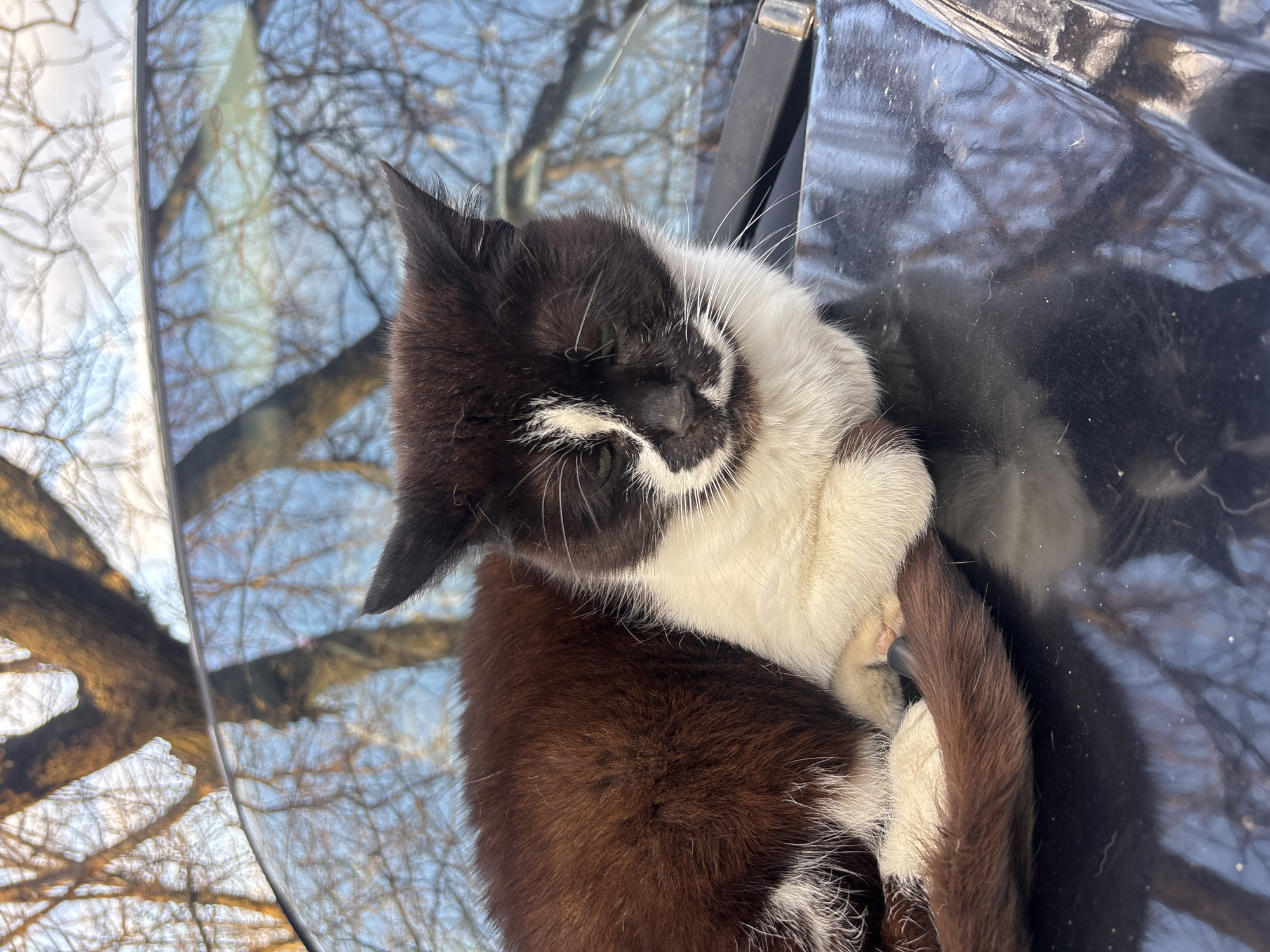 A black and white cat is resting on the hood of a black car. The hood of the car reflects bare tree branches against a blue sky. The location is Pokotylivka, Ukraine.