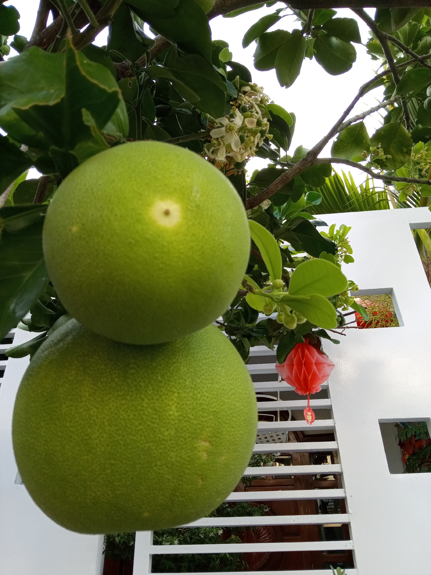 The image shows two green pomelo fruits hanging on a tree in Bắc Nha Trang, Vietnam. The top pomelo is smaller and has a distinct central spot. The bottom one is larger. White flowers and green leaves are on the tree branches surrounding the fruit. A white metal fence is behind the fruit and foliage. A red paper lantern is visible, partially obscured by the fence. Through openings in the fence, glimpses of the environment beyond, including some interior elements, are visible. The sky is overcast.