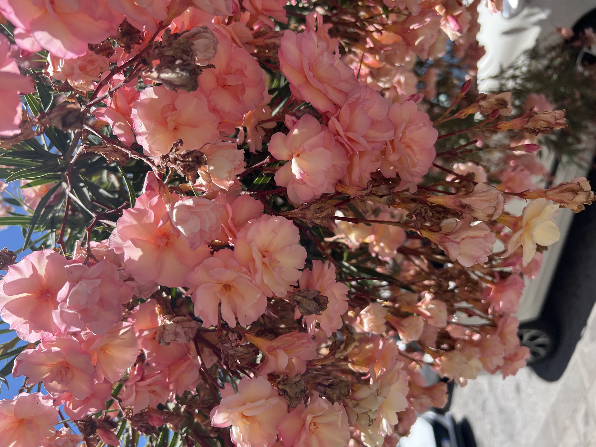 The image captures a close-up view of a cluster of pink oleander flowers in bloom, with their delicate petals illuminated by sunlight. Some of the flowers are fully open, revealing their intricate structures, while others are still in bud form. Interspersed among the vibrant blossoms are dried, withered flowers and seed pods, indicating the natural cycle of the plant. The background is a blur of green foliage and a bright blue sky, suggesting an outdoor setting. In the lower portion of the image, parts of two white cars are visible, one partially obscuring the other, hinting at an urban or suburban environment, potentially on a street or driveway.
The specific location is the city of Syracuse, Italy. The visual evidence suggests a sunny day, likely during the flowering season of oleander, which typically blooms from late spring through summer. The presence of cars and the overall visual aesthetic are consistent with urban streetscapes found in Mediterranean climates like that of Syracuse. The composition, with its focus on the flowers, suggests the image was taken by someone standing near the oleander plant, possibly on a sidewalk or from a nearby vantage point. There are no people visible in the frame, and no specific actions or interactions are depicted, other than the natural presence of the flora and vehicles.