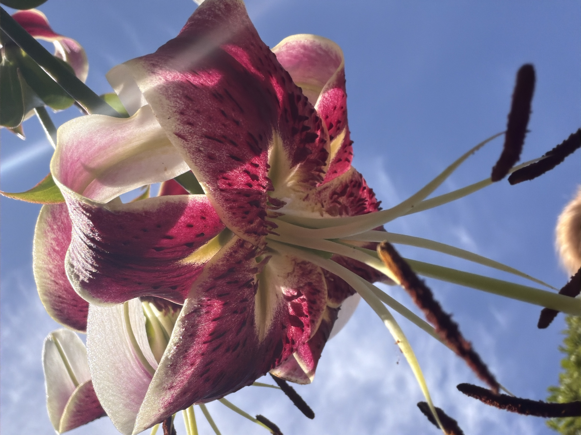 A close-up, low-angle shot captures a vibrant lily flower against a bright blue sky with wispy white clouds. The lily, predominantly pink and white, displays intricate speckling and a delicate texture on its petals, some of which are backlit by the sun, creating a luminous effect. The flower's stamen, tipped with dark, fuzzy anthers, hang downwards. In the lower right corner, a portion of a person's head, with blonde hair, is visible, suggesting the photograph was taken by someone holding the camera above their head. The background greenery is blurred, indicating a shallow depth of field. The image location is Baloži, Latvia.