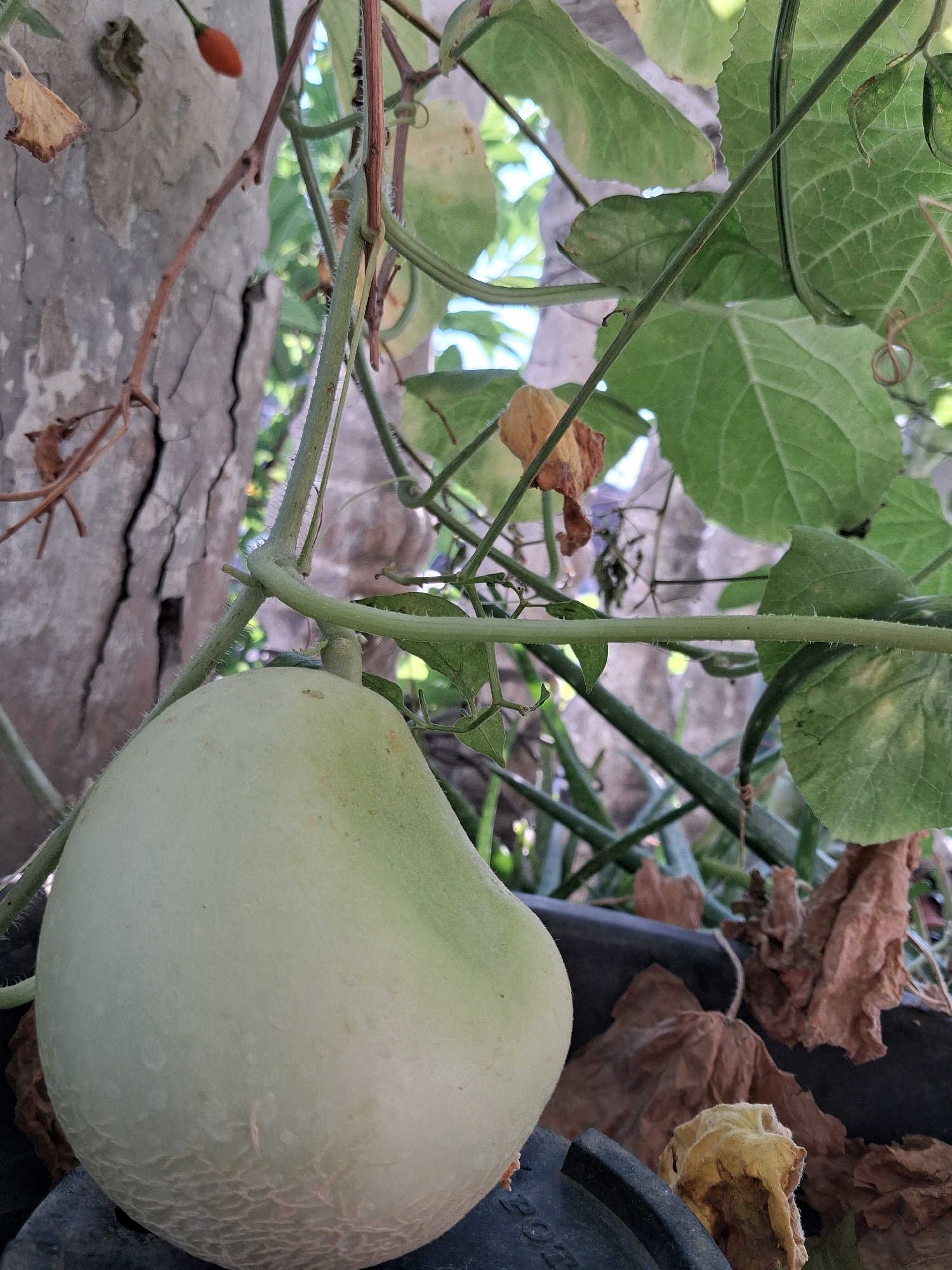 A pale green, elongated melon-like fruit hangs from a vine in an outdoor, possibly urban, setting. The fruit has a textured rind and is partially obscured by green leaves and brown, dried foliage. A rough, greyish-brown surface, resembling a tree trunk or weathered wall, forms the background on the left. The surrounding vegetation suggests a garden or a naturalized area within the city of Surakarta, Indonesia. The lighting indicates it is daytime, with shadows cast by the foliage.