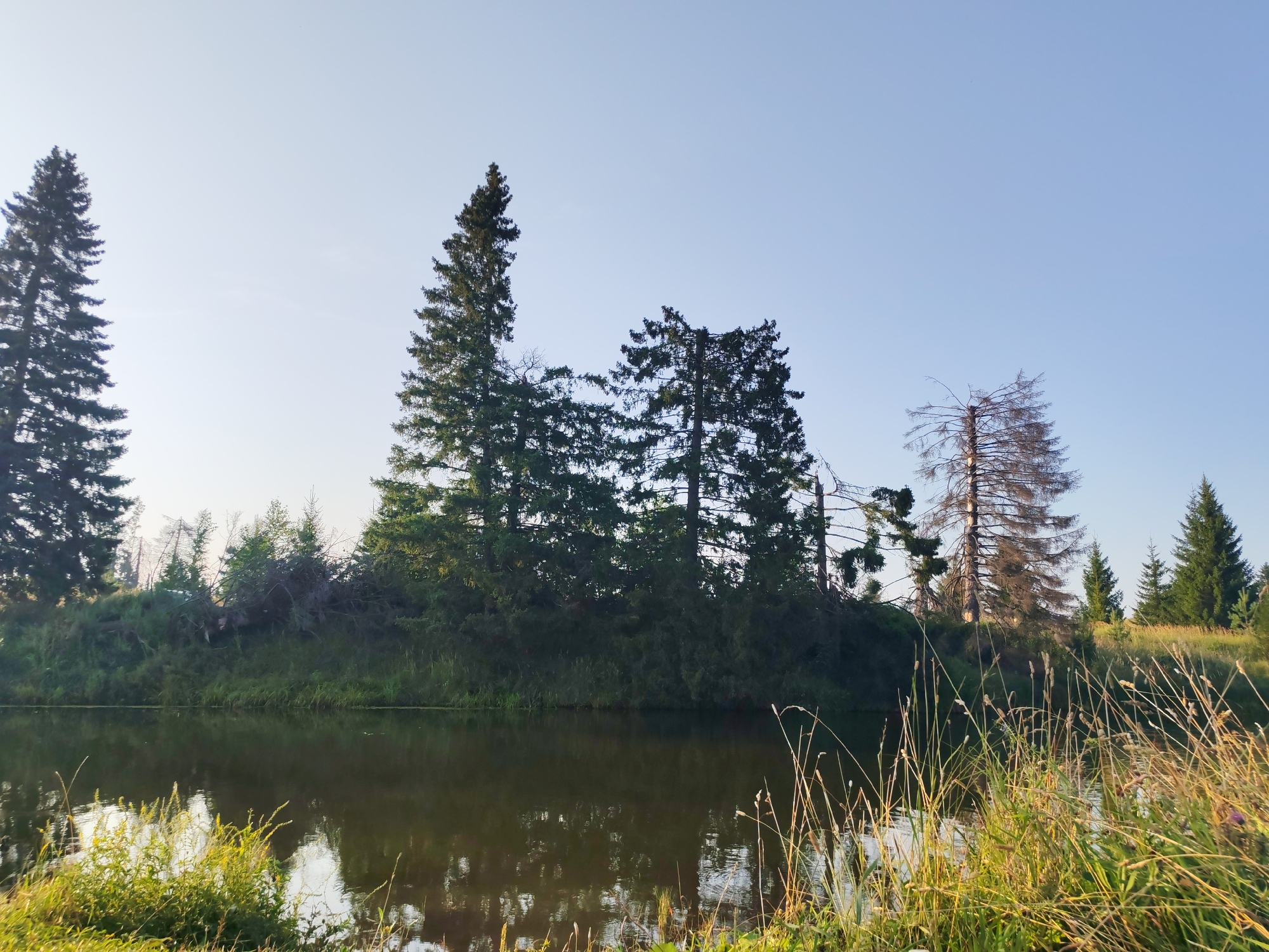 This is a wide, landscape photograph of a body of water with a wooded embankment under a clear, pale blue sky. The water reflects the trees and sky, appearing dark and still. The embankment is covered in a mix of green grass, dense evergreen trees, and some sparser, dead trees. The trees are tall and slender, with the evergreen foliage forming a thick canopy in some areas. In the foreground, on the right side of the frame, dry grasses and reeds are illuminated by the sun. The overall impression is of a natural, somewhat wild landscape.