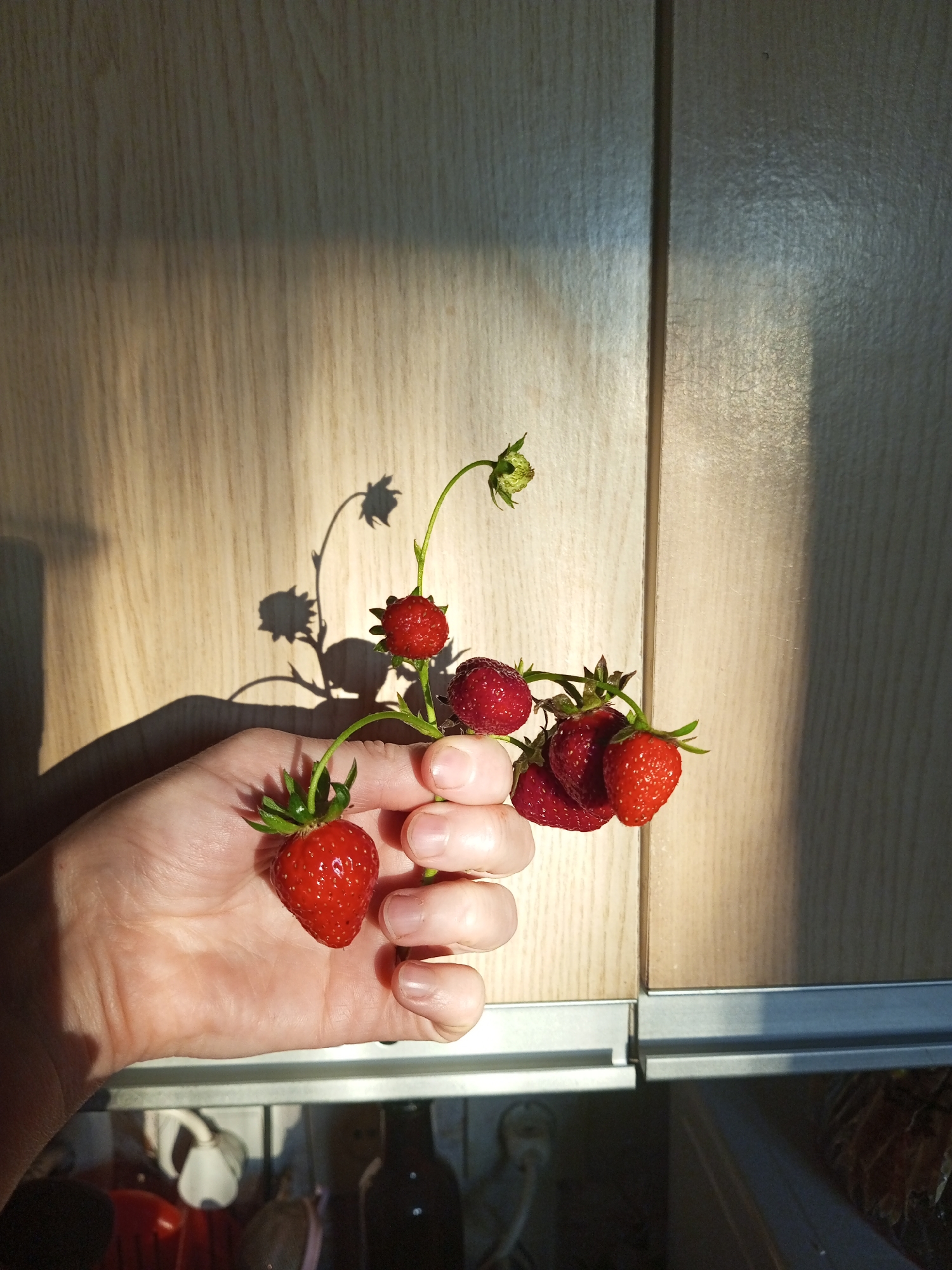 A hand is holding a cluster of ripe strawberries on a vine. The strawberries are a vibrant red, with some appearing slightly darker and more wrinkled than others. One of the strawberries is in the palm of the hand, while the others are attached to the vine, which extends upwards and to the right. The vine has green stems and a few small green leaves. The background consists of a light-colored wooden surface, likely cabinet doors, with a distinct shadow of the vine and strawberries cast across it. Sunlight is streaming in from the left, creating a bright, warm illumination and highlighting the textures of the wood and the fruit. Below the cabinet, a dark interior space is visible, with hints of objects and shelving. The scene appears to be indoors, possibly in a kitchen. The specific location in Ароматновское сельское поселение, Ukraine is not discernible from the visual information provided.