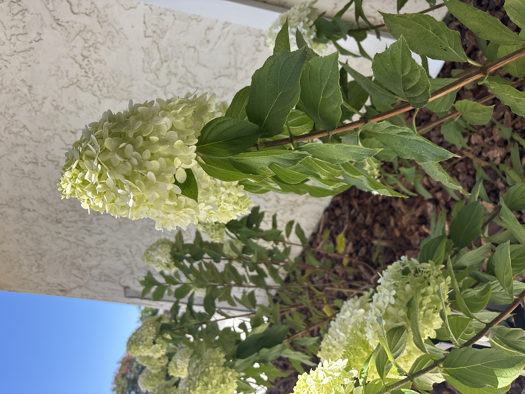 A close-up, low-angle outdoor shot captures a cluster of light green hydrangeas against a stucco wall and a bright blue sky. The hydrangeas, with their cone-shaped blooms composed of numerous small florets, are the primary subject. Several other hydrangea blooms and foliage are visible in the background, along with a brown mulch ground cover. The scene is likely located in a residential garden in Orangevale, United States, given the characteristic stucco architecture and landscaping. There are no people or animals present in the image, and no discernible actions are taking place. The lighting suggests a sunny day with strong natural light.