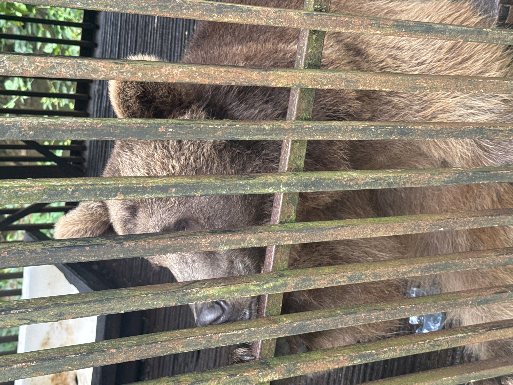 A brown bear is visible behind a weathered metal cage in Tsabal, Abkhazia. The bear's head is turned to the left, with its snout and right eye visible. The cage bars are vertical and appear to be made of rusty metal with some greenish moss or algae growth. Beyond the cage, a blurred background suggests an outdoor environment with foliage. The ground inside the enclosure appears to be made of a dark, slatted material. A white structure is partially visible to the left, behind the cage. There are no people or explicit actions captured in the image.