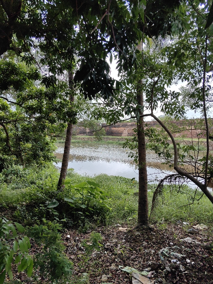 The image depicts an outdoor scene in Phú Xuân Ward, Vietnam, overlooking a segment of the moat and exterior wall of the Huế Imperial City. In the foreground, the ground is covered with dark soil, an accumulation of brown fallen leaves, and scattered white and light-colored plastic debris. Two slender, bark-covered tree trunks rise vertically from the lower portion of the frame, partially framing the view. Dense green undergrowth, including several large-leafed plants, occupies the area closer to the water's edge.
The midground features a still body of water, likely a moat or canal, reflecting a grey sky. Its surface is extensively dotted with numerous small, light-colored floating objects or vegetation, creating a textured appearance. Across the water, the far bank is lined with additional green foliage.
In the background, a long, weathered wall constructed of reddish-brown bricks or stone extends horizontally across the frame, partially obscured by trees and distant vegetation. This structure is consistent with the fortifications of the Huế Imperial City. The upper portion of the scene reveals a light, overcast sky visible through and above the tree canopy. No individuals, animals, or discernible actions are present in the image.