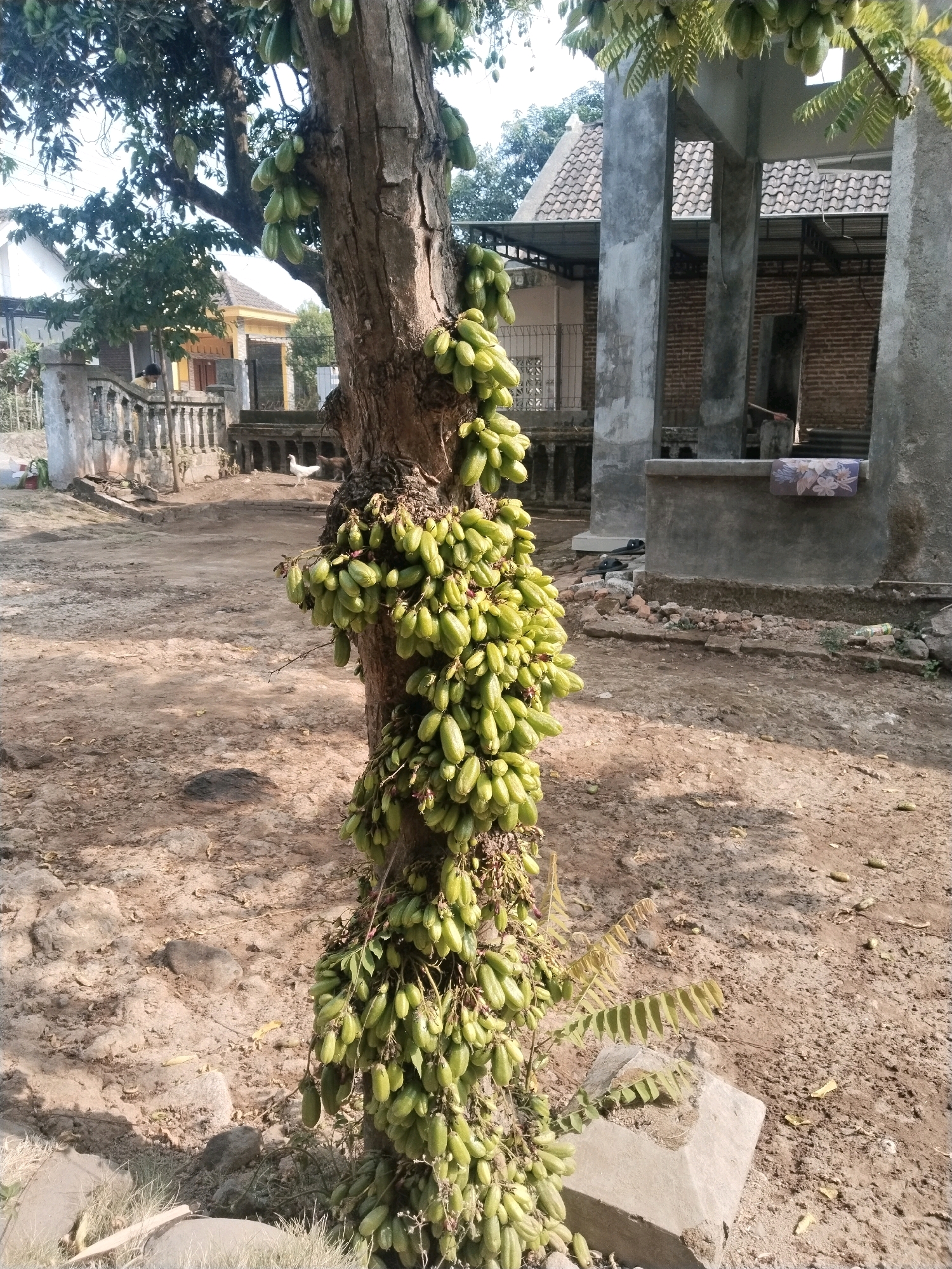 In the city of Kuripansari, Indonesia, a tree heavily laden with elongated green fruits stands prominently in a dirt yard. The tree's trunk is rough and textured, with numerous clusters of these fruits hanging down, some even wrapping around the trunk itself. In the background, a simple, open-air structure with concrete pillars and a tiled roof is visible, suggesting a rural or semi-rural setting. A few buildings with white walls and tiled roofs are also present further in the background. The ground is uneven and covered with dirt, stones, and sparse dry grass, indicating a dry environment. In the middle distance, a white chicken pecks at the ground. The lighting suggests a sunny day, casting shadows on the ground.