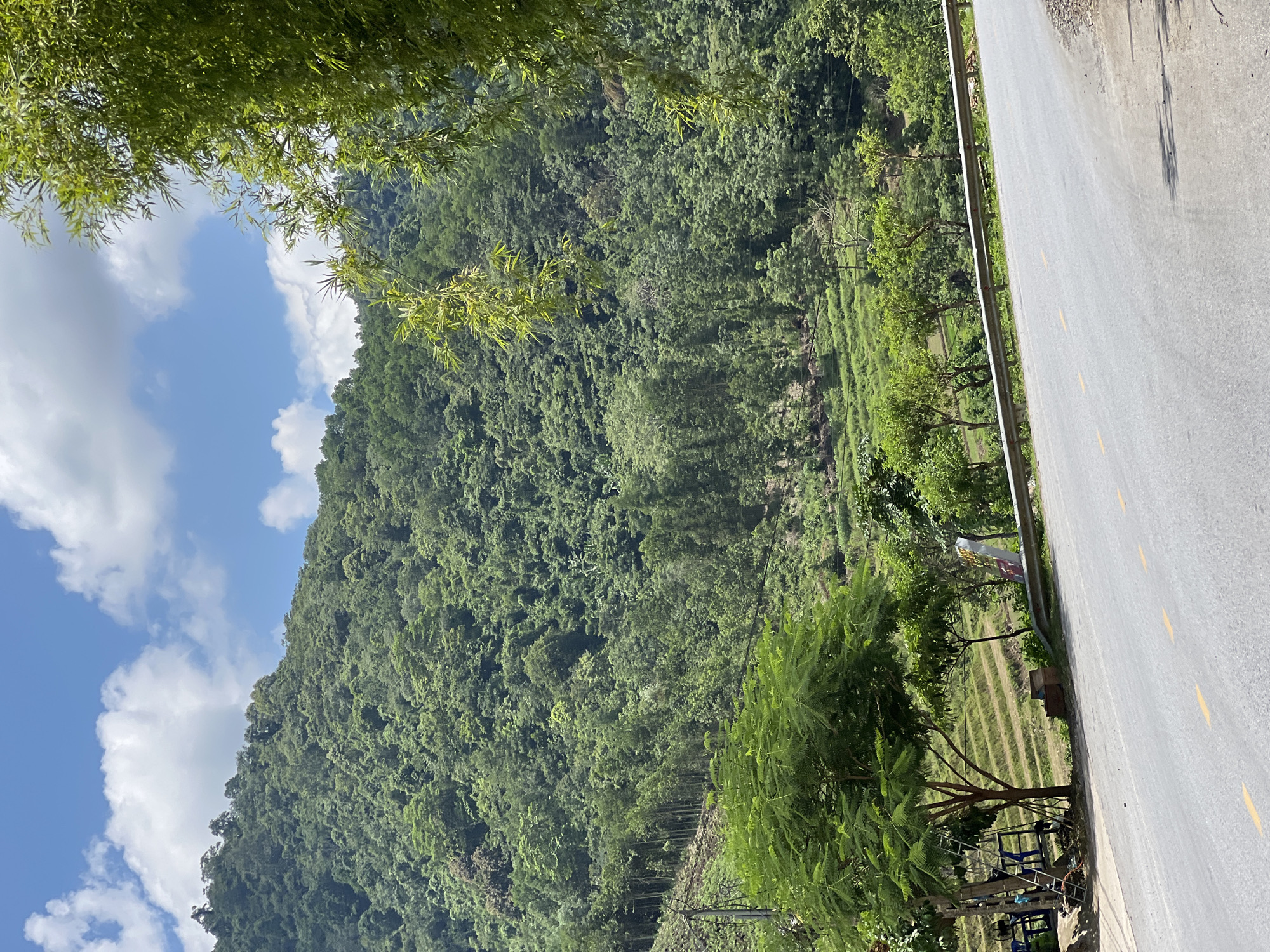 The image shows a rural road in Minh Tân Commune, Vietnam. The road curves to the right in the foreground, with a metallic guardrail along its edge. Beyond the guardrail, there are terraced fields leading up a lush green mountainside covered in dense forest. In the lower left of the image, there is a large tree with delicate leaves, and beneath it, a small gathering area with chairs and a ladder. The sky above is blue with scattered white clouds.