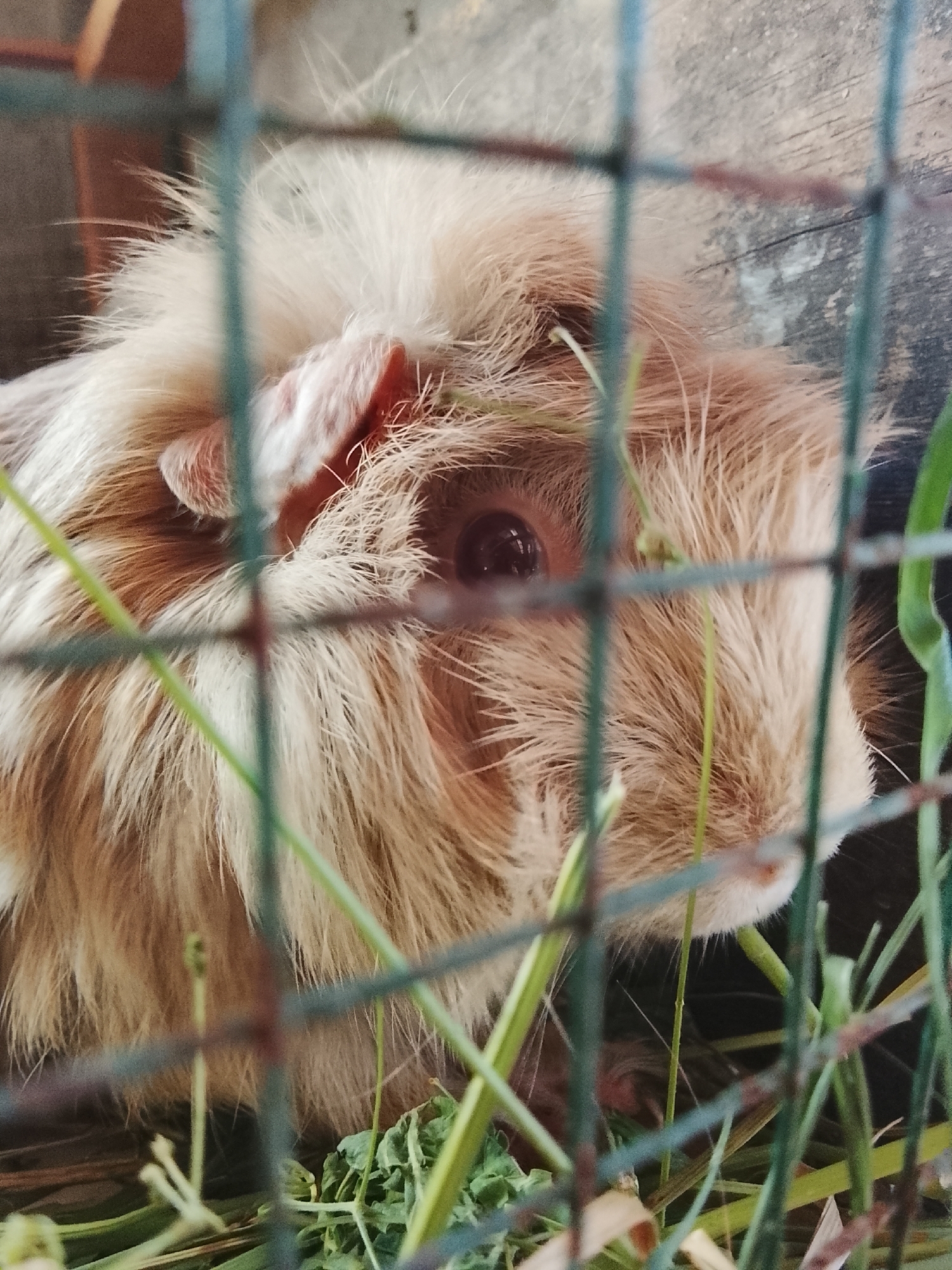 A close-up, eye-level shot captures a guinea pig behind a green wire mesh fence. The guinea pig has tan and white fur and is surrounded by green grass. The background is out of focus, showing a wooden surface and a dark area. The image appears to be taken outdoors, possibly in a yard or enclosure. The location of Meunasah Raya, Indonesia is not visually represented in the image.