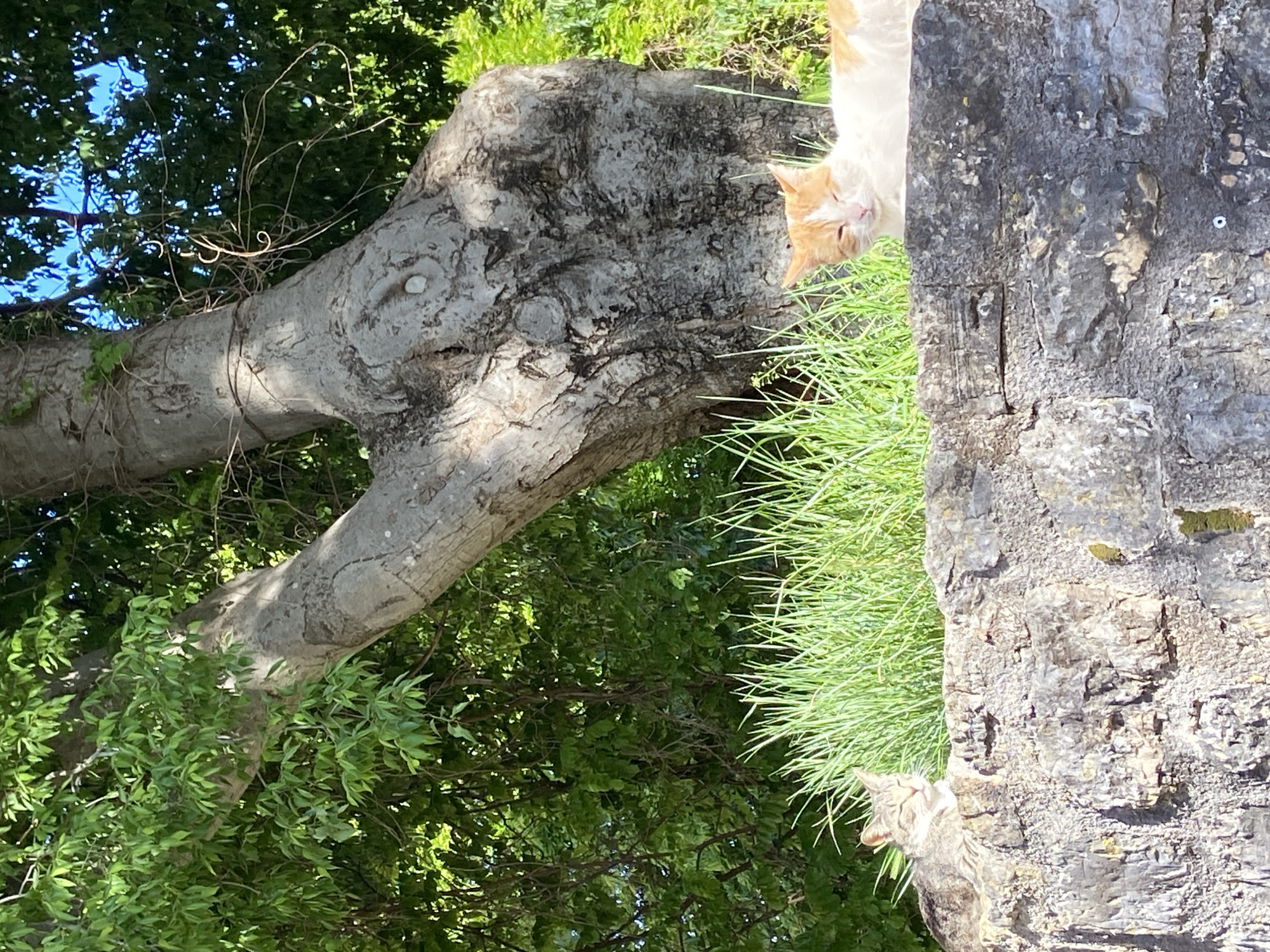 This image captures a tranquil outdoor scene in Budva, Montenegro, bathed in bright daylight. The photograph is oriented vertically, showing an upright perspective when rotated correctly.
The primary subjects are two cats, an ancient-looking tree trunk, lush green grass, and a rustic stone wall or large rock formation. In the upper right quadrant of the image (when viewed upright), an orange and white cat is partially visible, its head peeking out from behind a dark, textured surface. Its eyes are partially closed, suggesting a relaxed or contented demeanor as it rests within a patch of vibrant green grass.
Dominating the mid-ground, a massive, gnarled tree trunk with light gray, rough bark stretches diagonally across the frame. Its surface shows intricate textures and some dry, twisted vines or tendrils clinging to it. Behind this tree, to the left, dense green foliage from other trees fills the background, with glimpses of clear blue sky visible through the leaves.
In the lower right corner, a second cat, a tabby with gray and brown fur, is partially visible, appearing to emerge from or look upwards from behind the rough stone wall. The sunlight illuminates the scene, highlighting the rich green of the grass and foliage, and casting distinct shadows. The overall impression is one of peaceful natural beauty with hidden animal life in an ancient, verdant setting. No text is visible in the image.