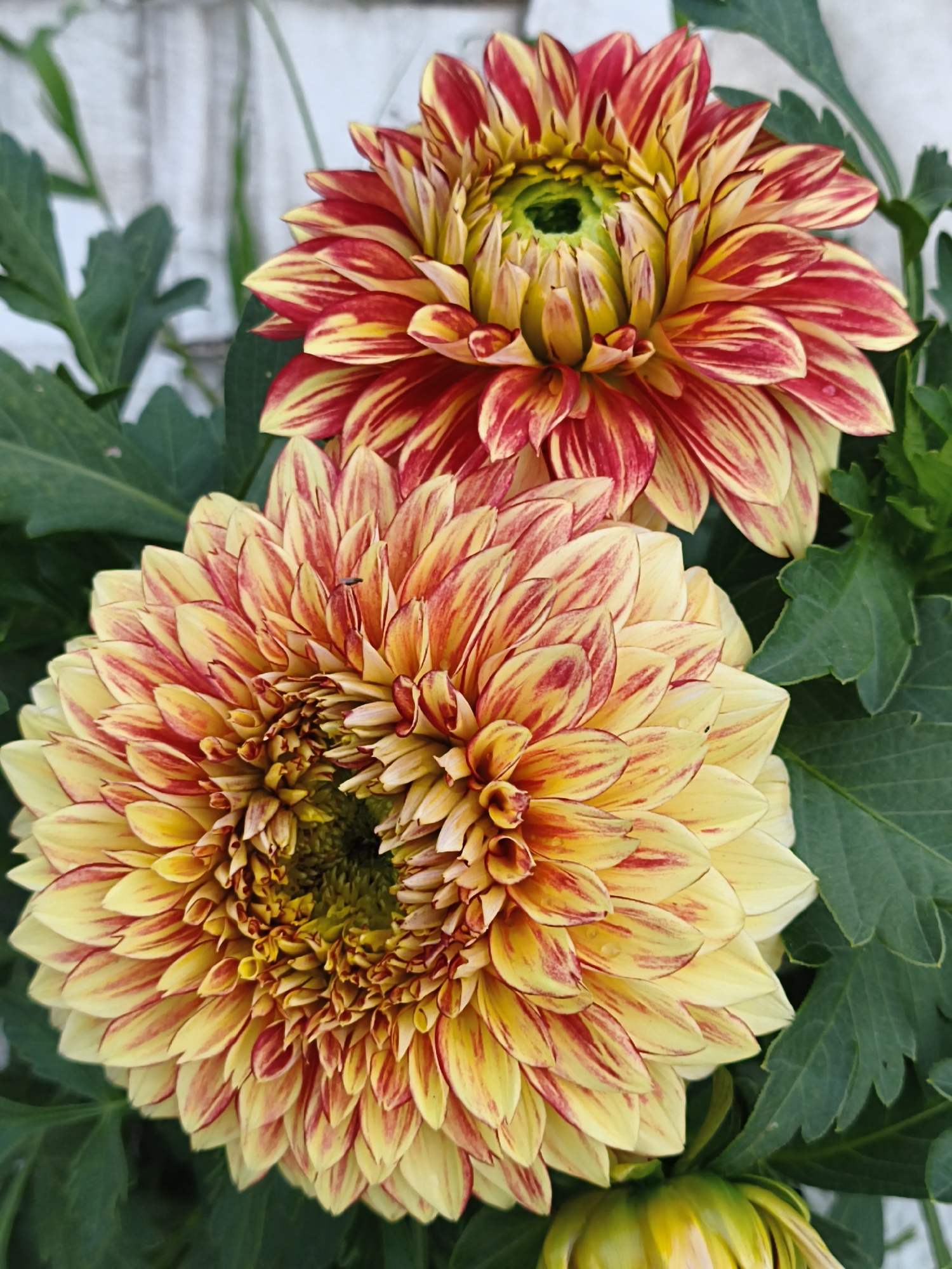 Two bi-colored dahlia flowers are prominently featured in the foreground, with one partially obscuring the other. The upper flower displays petals that transition from red at the tips to yellow towards the center, which is a vibrant green. The lower flower, larger and closer to the viewer, showcases a similar bi-color pattern of red streaks on a yellow base, with a dark green center. Lush green leaves surround the blooms. In the background, a light-colored, vertical wooden fence is visible, suggesting an outdoor setting. The image is likely taken in a garden or park within or near Прыбыткаўскі сельскі Савет, Belarus, given the typical flora and potential for wooden fencing in rural Belarusian areas. No people are present in the image.