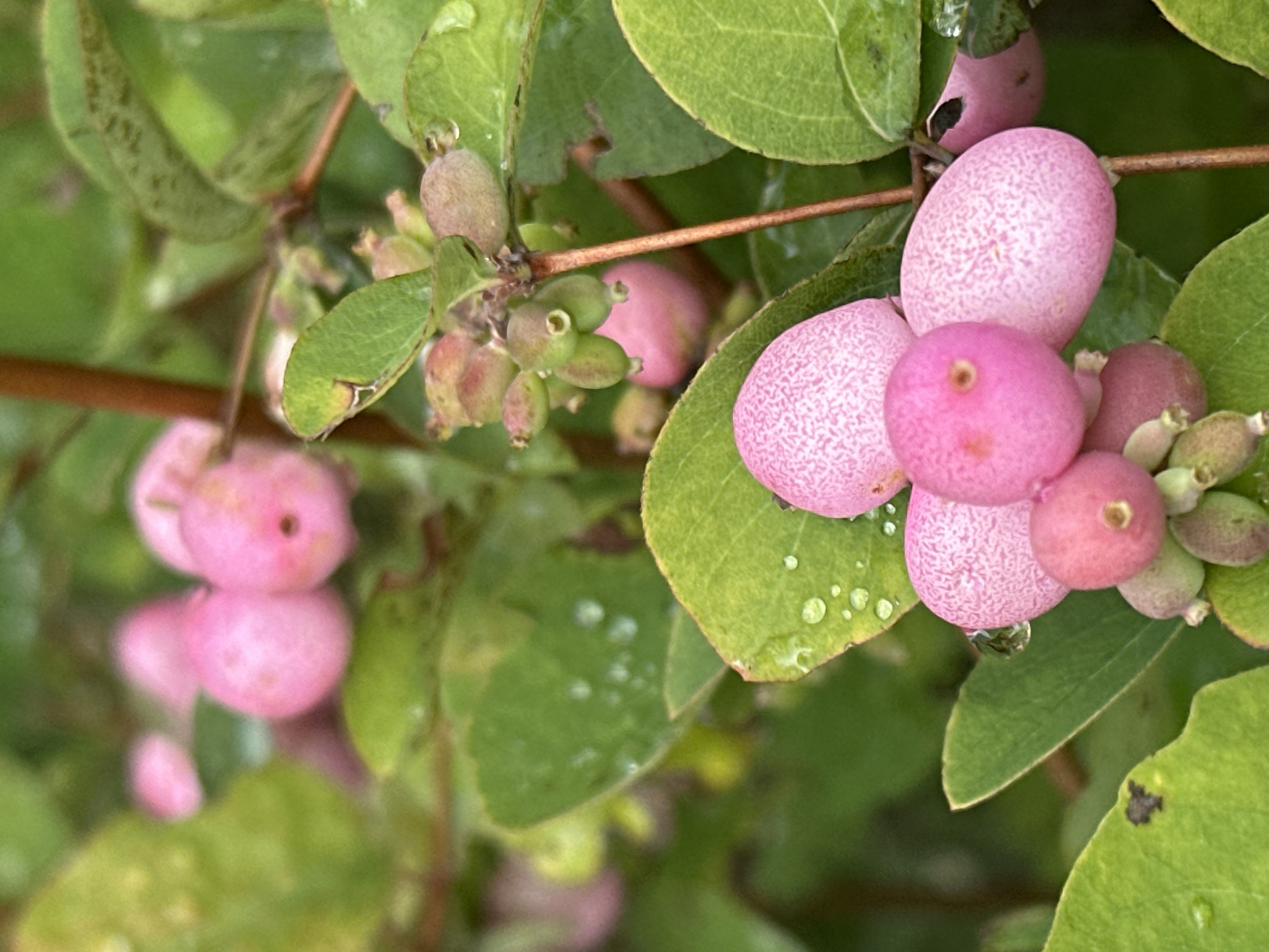 A close-up, eye-level, outdoor shot focuses on a branch of a snowberry plant. The plant features clusters of pink berries, some with a speckled texture, alongside green leaves that are wet with water droplets. The berries are oval to round in shape, and some are larger than others. Small, undeveloped green berries are also visible. The background is a blur of green foliage. The scene is forensic in its detail, offering a precise depiction of the plant's condition and appearance without any interpretation or speculation. There are no people or animals present. The location is specifically identified as Podolsk, Russia.