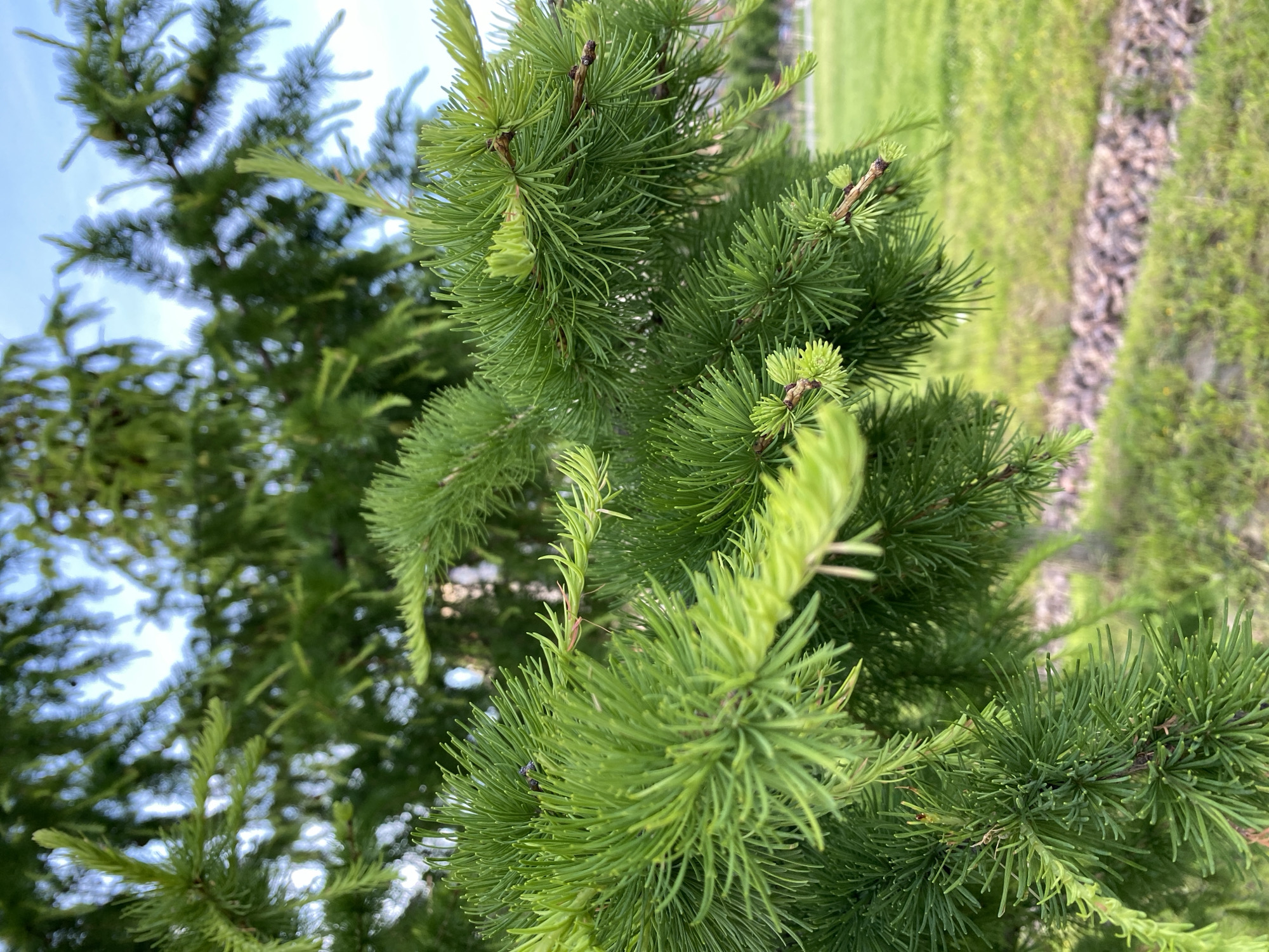 The image presents a close-up, eye-level view of vibrant green coniferous foliage, likely a larch or dawn redwood, in an outdoor setting within the city of Unknown, Russia. The dominant feature is the fresh, bright lime-green needles, arranged in dense clusters (fascicles) on numerous short shoots and along new, longer growths. The needles appear soft and delicate, characteristic of new spring or early summer growth. The underlying twigs are slender and reddish-brown. A small, dark-bodied insect, possibly a fly, is visible resting on a cluster of needles in the upper left quadrant of the main foliage.
Behind the sharply focused foreground, additional blurry green foliage of the same or similar trees is visible, creating a lush, verdant depth. Portions of a bright, light blue or overcast sky are intermittently visible through the upper parts of the background foliage. The lower background reveals a blurred expanse of green grass, interspersed with a distinct horizontal strip of brown landscaping material, likely wood chips or small stones, suggesting a managed park or garden environment. Natural daylight illuminates the scene from above, highlighting the fresh green tones and creating soft shadows within the foliage. No people or explicit actions are depicted.