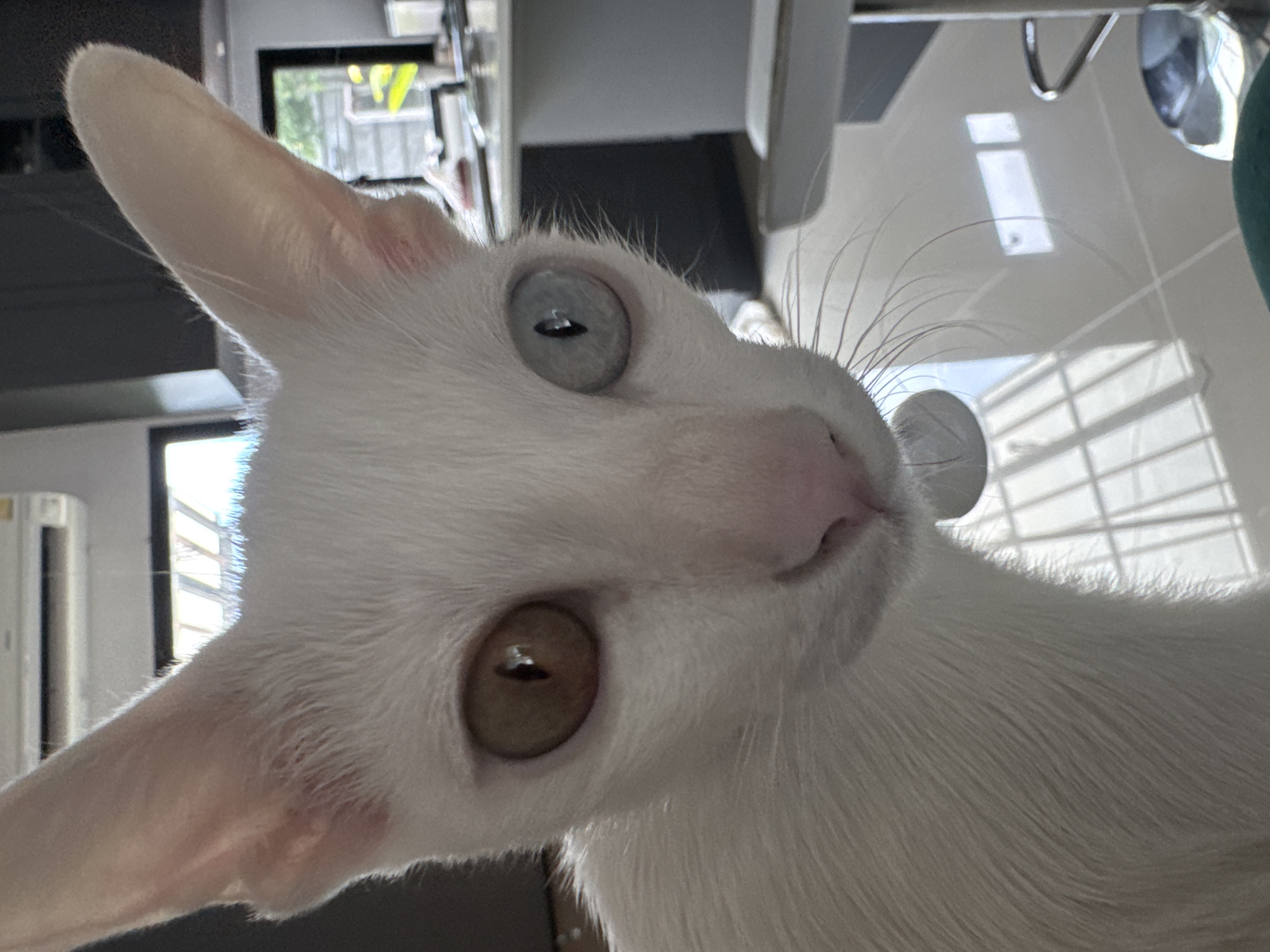 The image is a close-up, eye-level, portrait of a white cat with heterochromia, meaning its eyes are different colors. The cat's left eye is a light blue-grey, and its right eye is a light brown. Its ears are large and pointed. The cat has a pink nose and long white whiskers. It is wearing a light-colored collar. The background is blurred, but appears to be an indoor setting with bright lighting, possibly a home or office. Reflective flooring is visible, suggesting a tiled surface. The overall impression is a candid shot of a domestic cat. The specific location in Bang Rak Yai Subdistrict, Thailand, is not discernible from the visual information provided in the image.