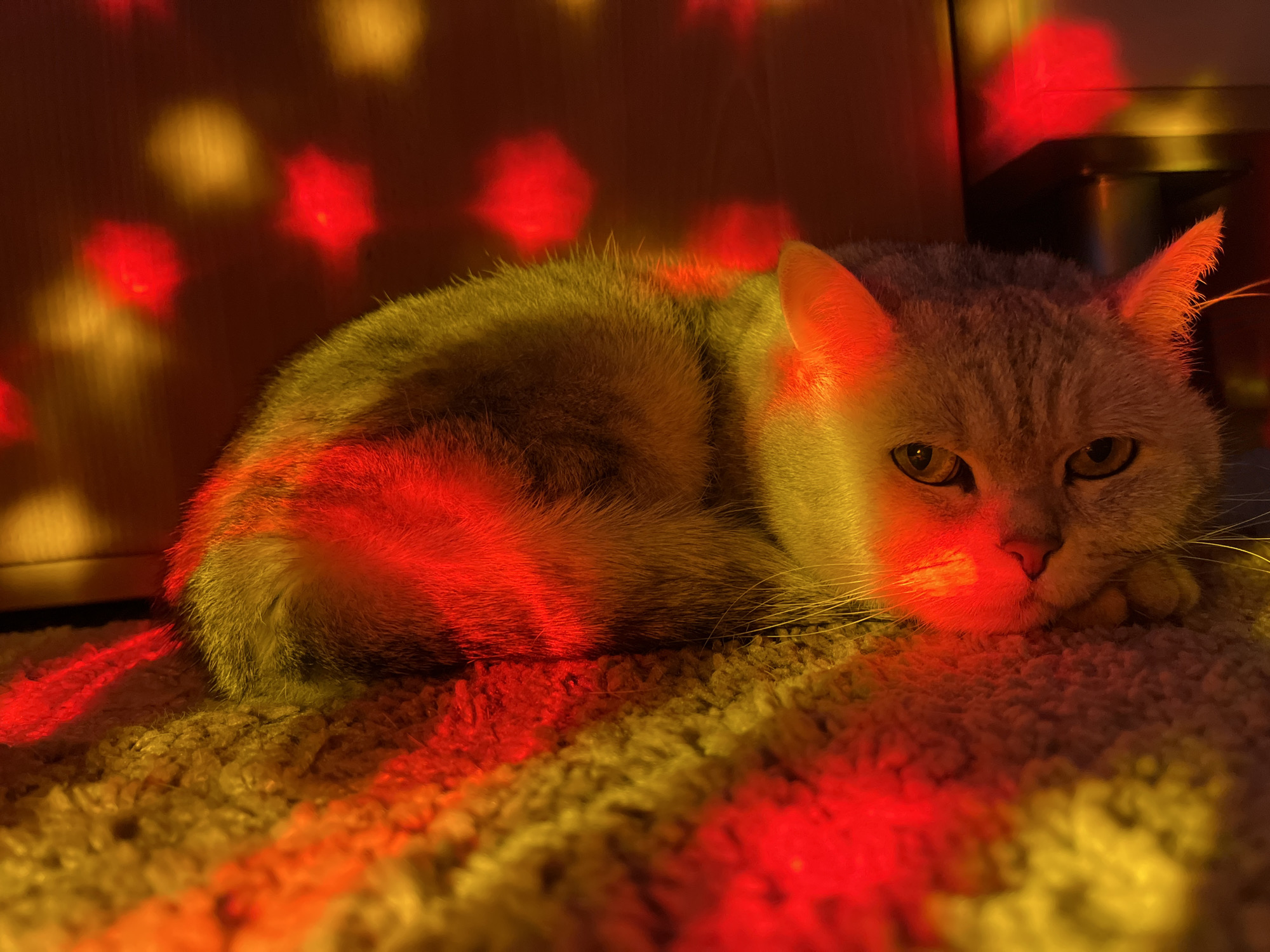 A cat lies on a tan carpet. The cat is gray with golden-yellow fur. Red and golden lights illuminate the cat and the surrounding area. The setting suggests a home environment, near what appears to be furniture. There is no indication of Chaikovsky, Russia.