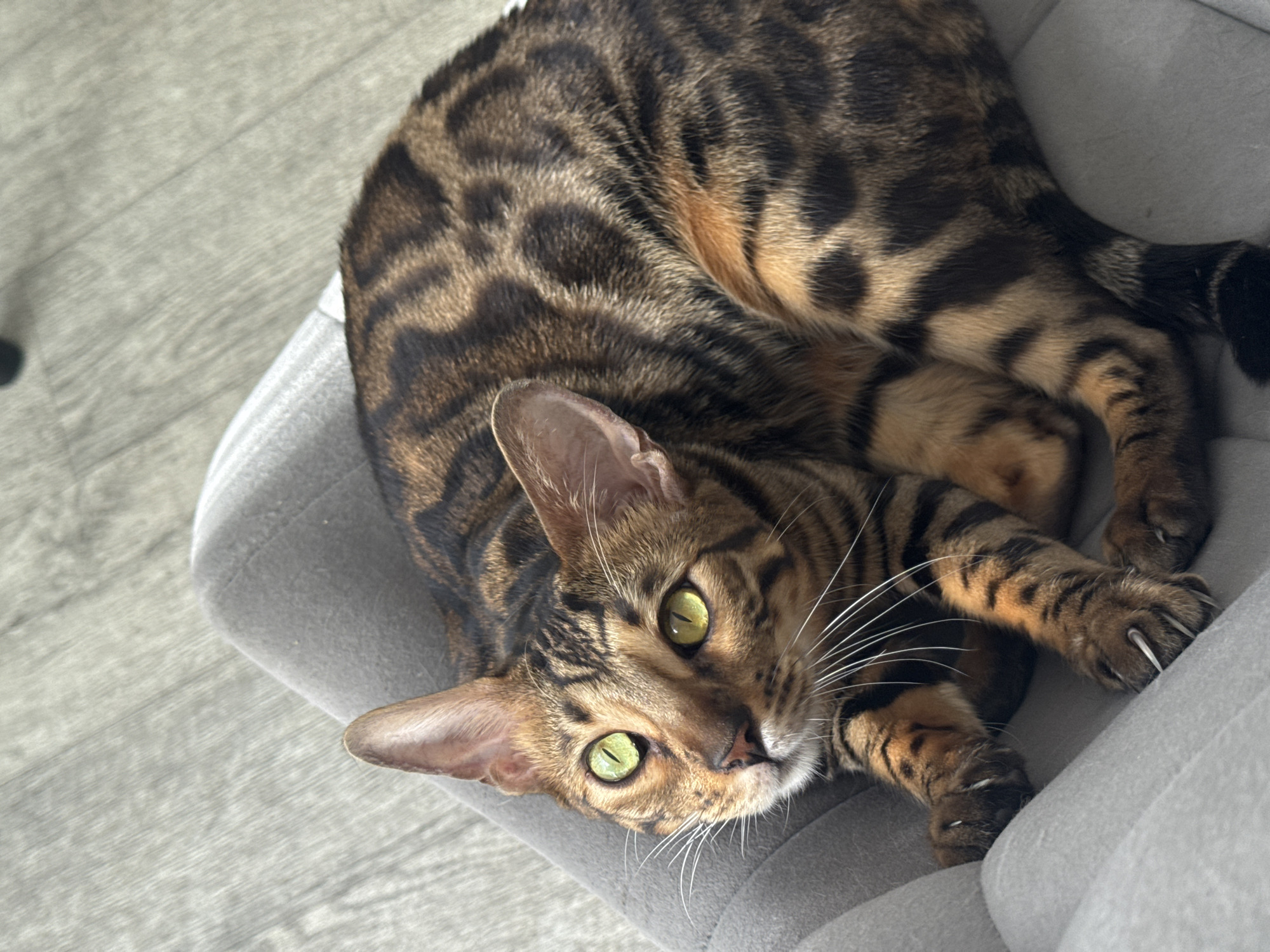A Bengal cat with striking green eyes and distinctive spotted fur is curled up on a plush grey pet bed. The cat is positioned in the center of the frame, with its body mostly in view, showcasing its characteristic rosette markings. Its head is turned towards the camera, with alert ears and long white whiskers extending outwards. One of the cat's paws is extended, with sharp claws visible. The background consists of a light-colored wooden floor, suggesting an indoor setting. The lighting is natural and appears to be daytime, with no harsh shadows. The overall mood is relaxed and domestic, with the cat appearing comfortable and curious. There is no visible text in the image.