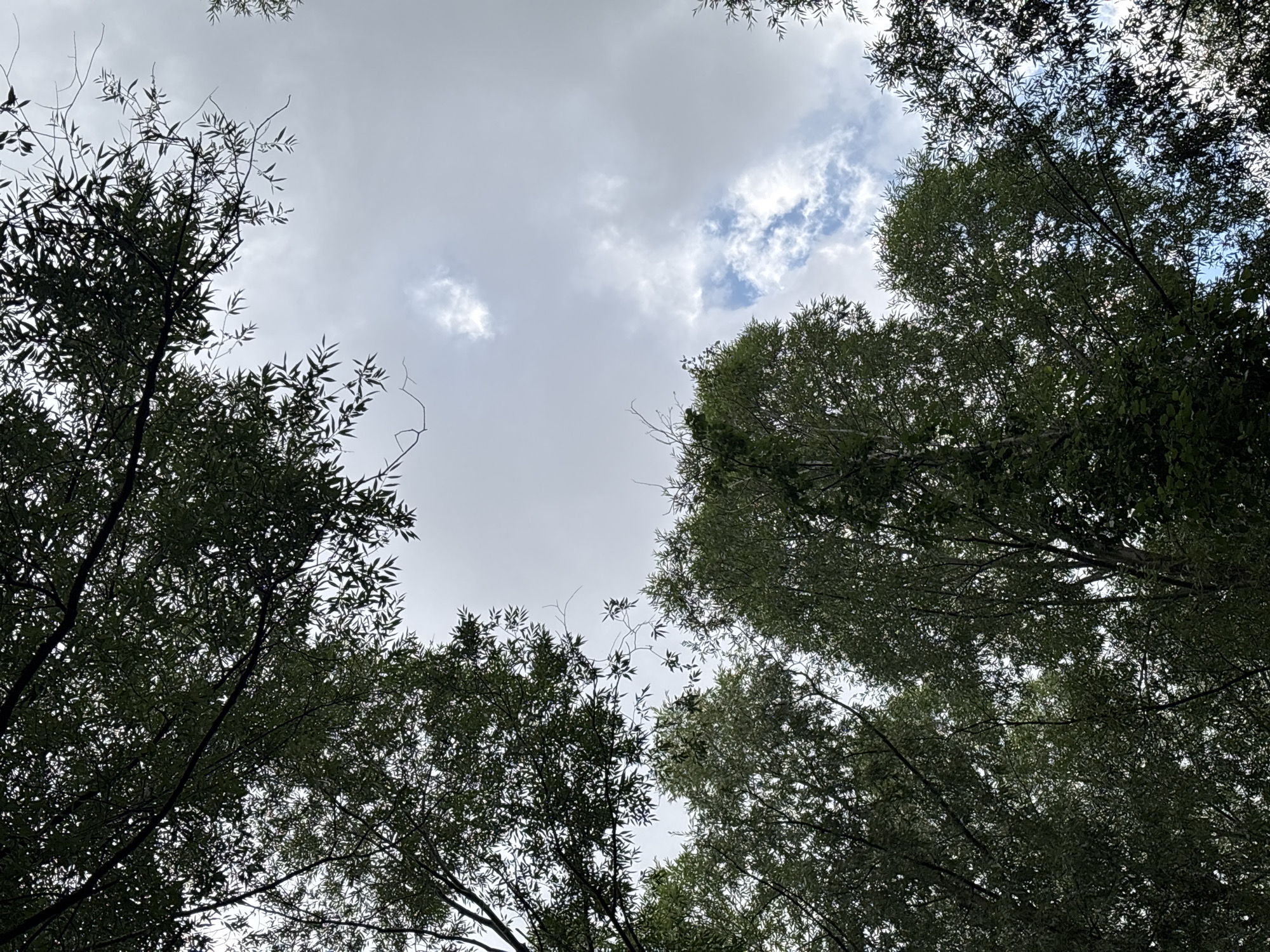 The image depicts a view looking up through dense green foliage towards a partially cloudy sky. The trees are tall and leafy, with branches extending across the frame. The sky is a mix of white clouds and patches of blue. The lighting suggests an overcast or partly cloudy day. The image appears to be taken outdoors in a natural setting, such as a park or forest. There are no people or specific landmarks visible to indicate a precise location within Kazan, Russia, but the dense tree cover and open sky suggest an area with significant green space.