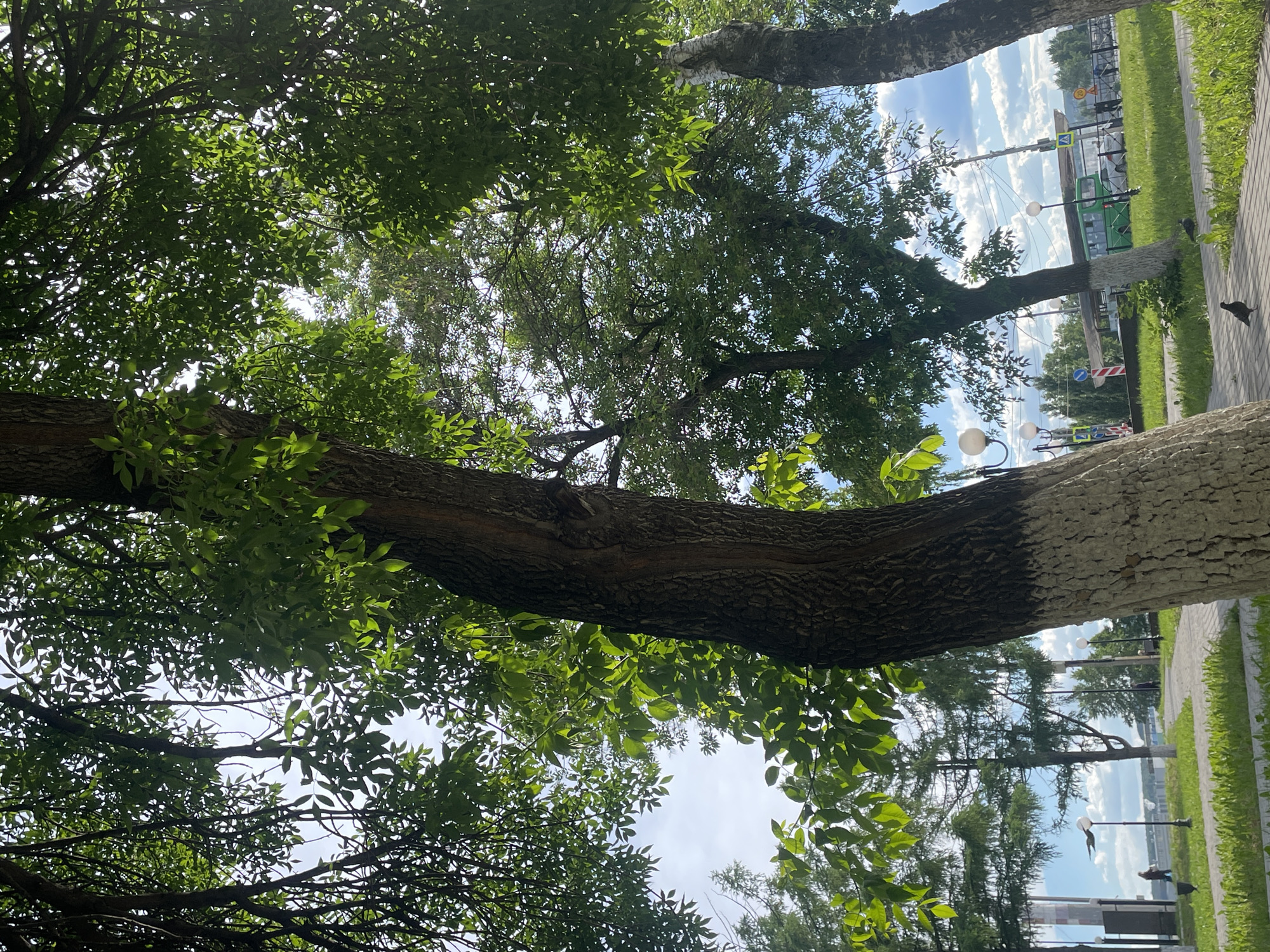 This image captures a vibrant outdoor scene, likely a park or promenade alongside a body of water, set in Votkinsk, Russia. The dominant features are several mature trees, with lush green foliage filling much of the frame, especially the upper and left sections. A large tree trunk, featuring dark, textured bark with a distinct white-painted lower section, anchors the left side of the composition.
Through the gaps in the dense tree canopy, a bright blue sky with scattered white, fluffy clouds is visible, suggesting a clear and sunny day, likely late morning or afternoon. The overall atmosphere appears tranquil and pleasant.
To the right of the prominent tree, a paved pedestrian path or sidewalk runs into the distance, bordered by a strip of green grass. Further beyond the path, what appears to be a road is visible, featuring several streetlights with white spherical globes. Along this road, a green bus is partially visible, along with various road signs, including a yellow warning sign with "30" (likely a speed limit), a blue square sign indicating a direction (possibly 'keep left'), and a blue rectangular sign for a pedestrian crossing.
In the mid-ground on the paved path, two dark-colored birds, possibly crows or pigeons, are present. Further in the distance, a few indistinct figures of people can be seen strolling or standing. The background reveals a wide expanse of water, perhaps a lake or river, with a distant shoreline or structures. The scene depicts a typical day in a public recreational area, showcasing nature and urban elements harmoniously.
