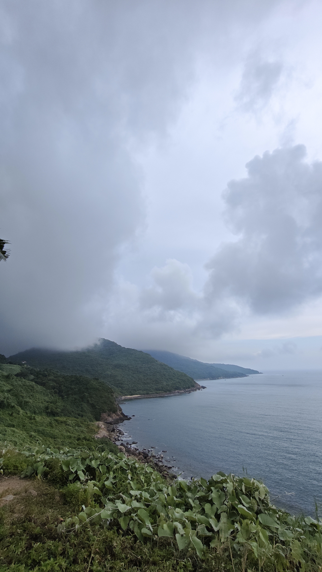 The image shows a coastal landscape in Đà Nẵng, Vietnam, under an overcast sky. Lush green foliage and ground cover fill the foreground, leading to a rocky shoreline. Beyond the shoreline is the blue-gray ocean. Two mountainous peninsulas extend into the sea, their slopes covered in dense green vegetation. Low-lying clouds obscure parts of the nearest peninsula.